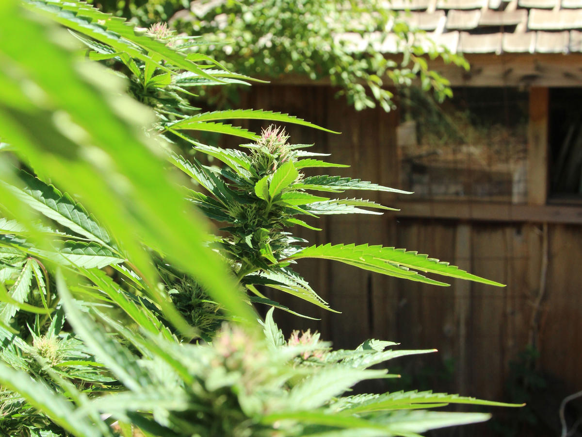 How to Grow Cannabis Outdoors Sunset Magazine