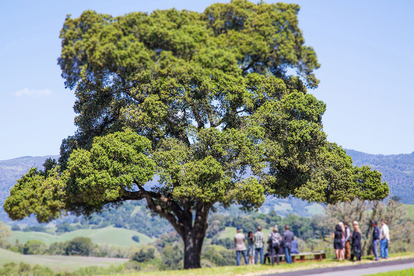 celebration-of-nature