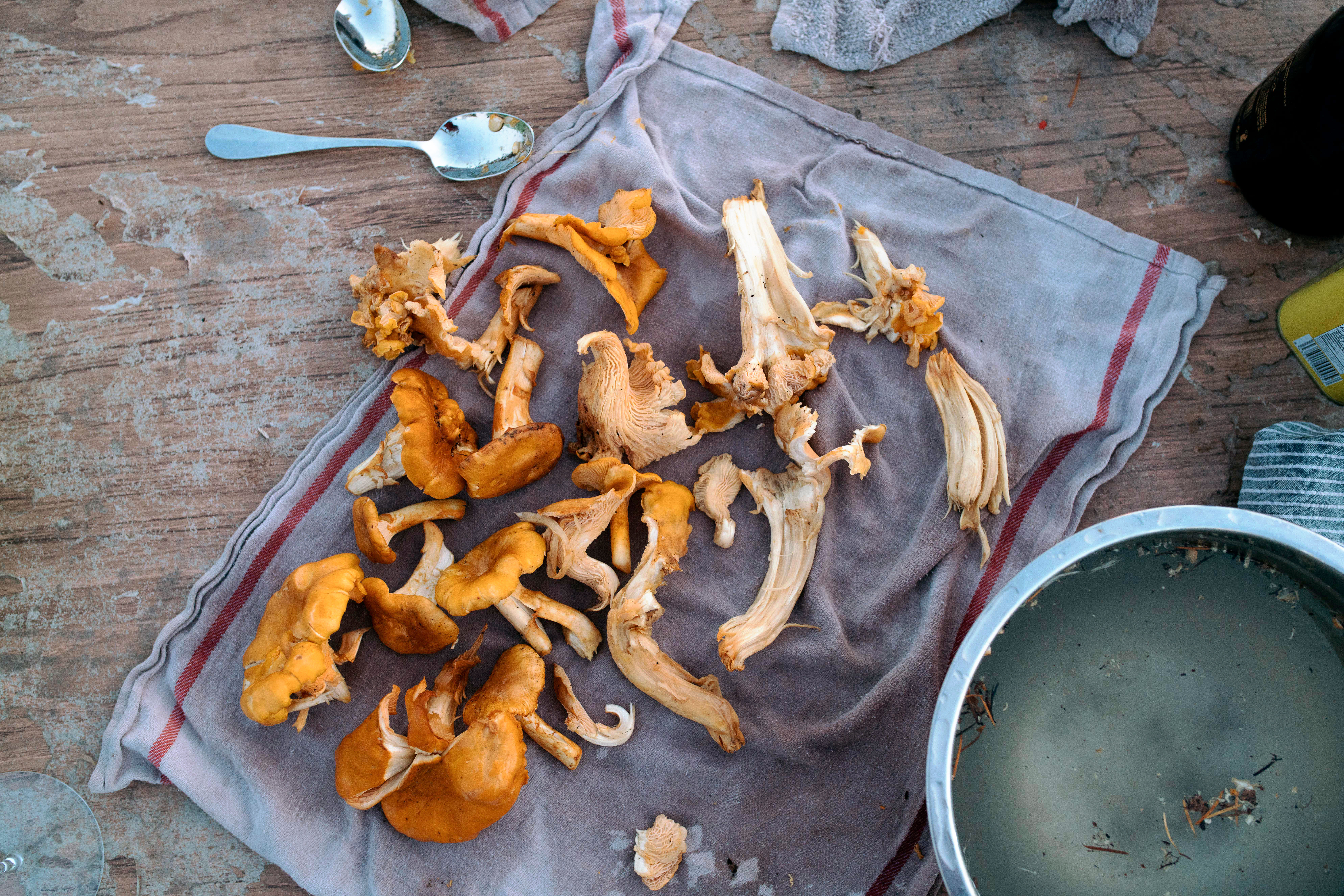 Top 5 Foraging Experiences in the West