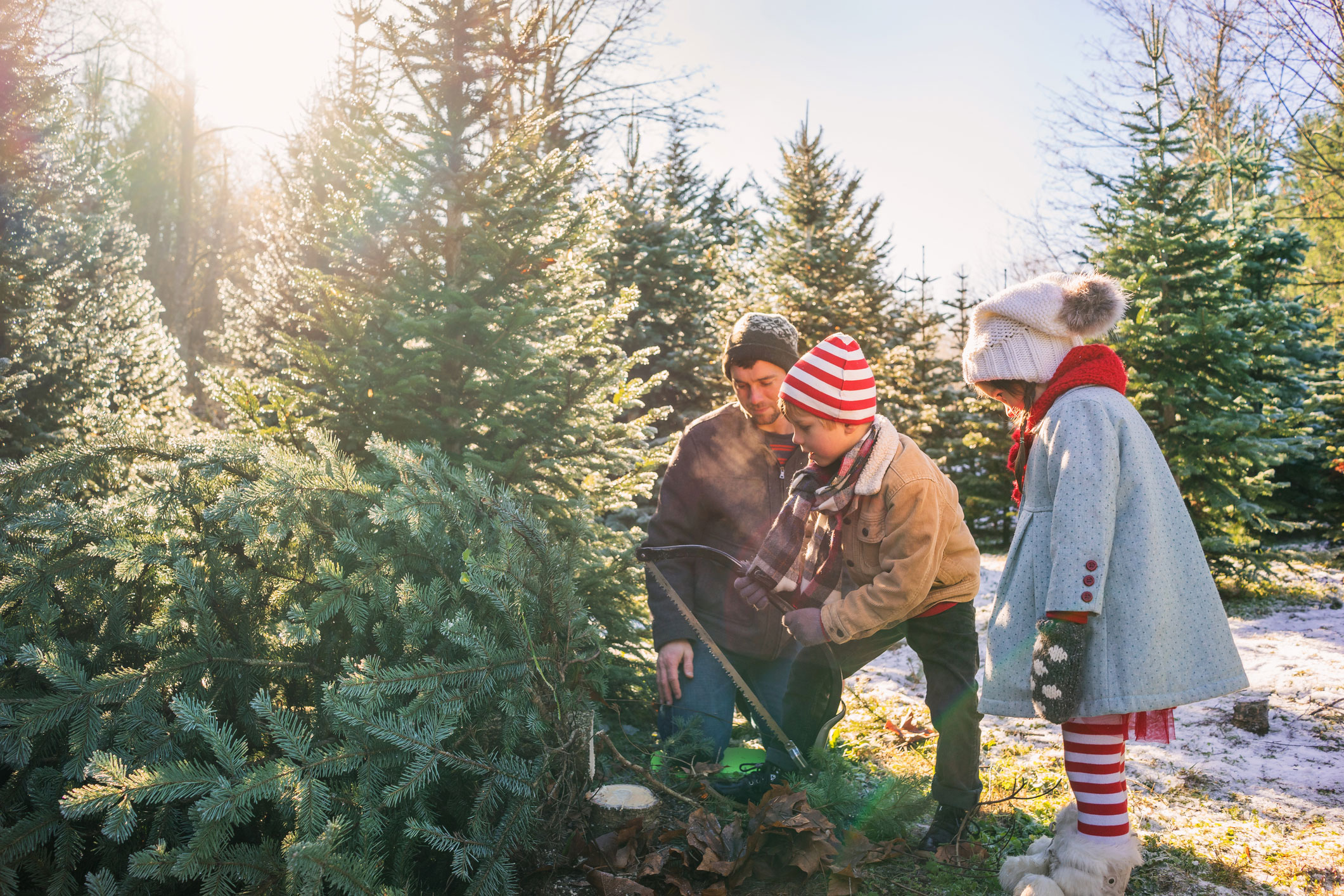 Choosing the Best Christmas Trees - Sunset Magazine