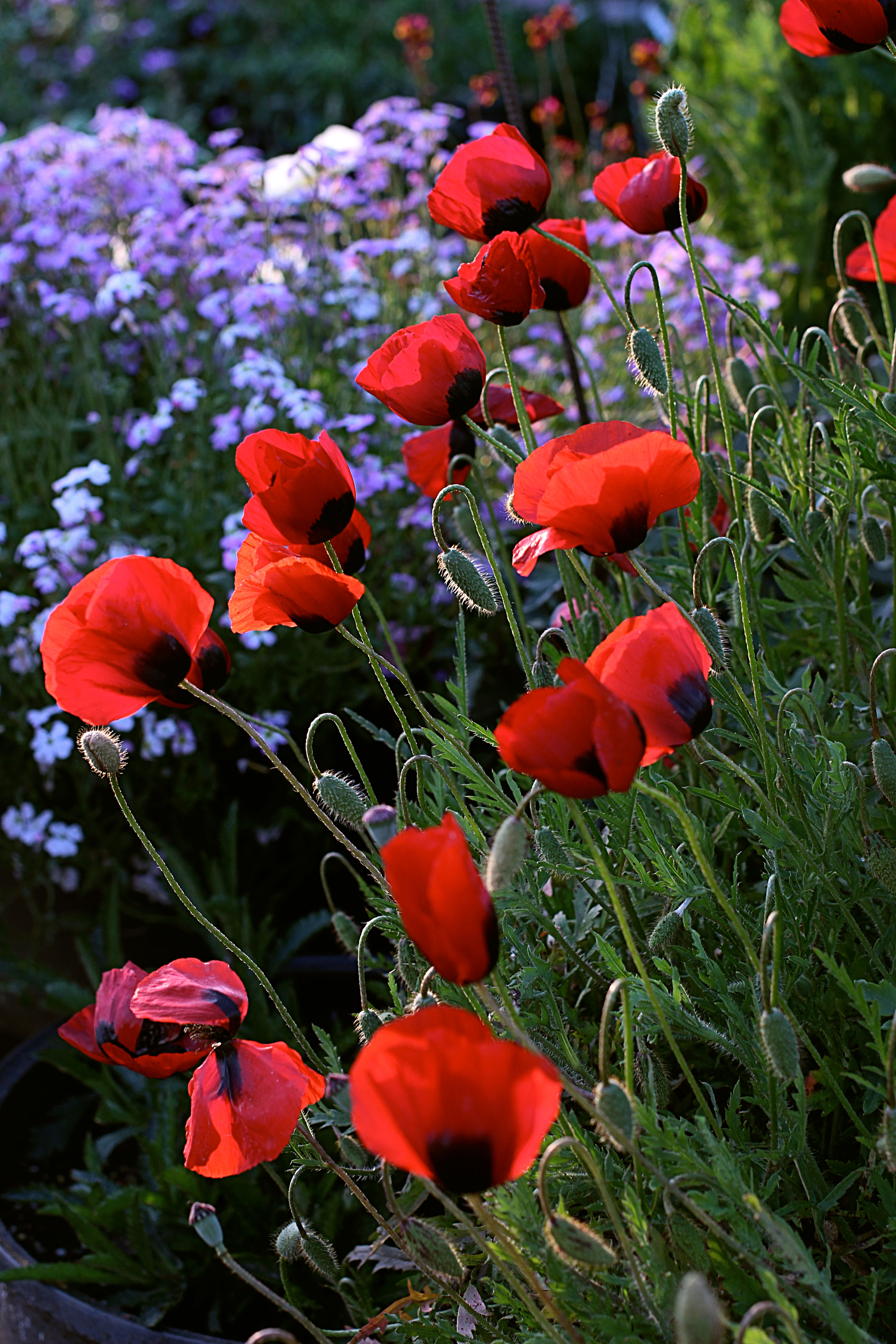 greek-poppy