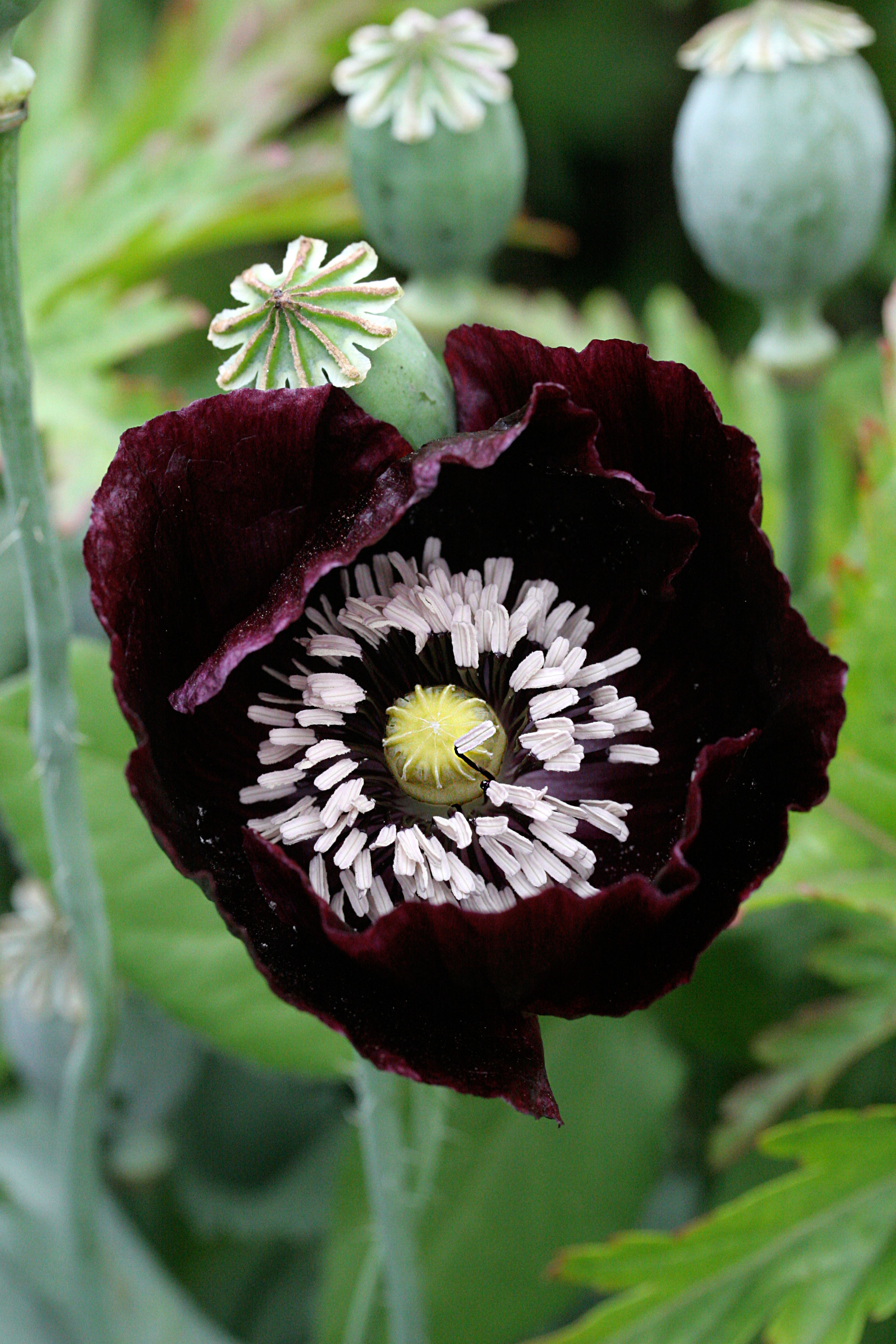 single-black-poppy