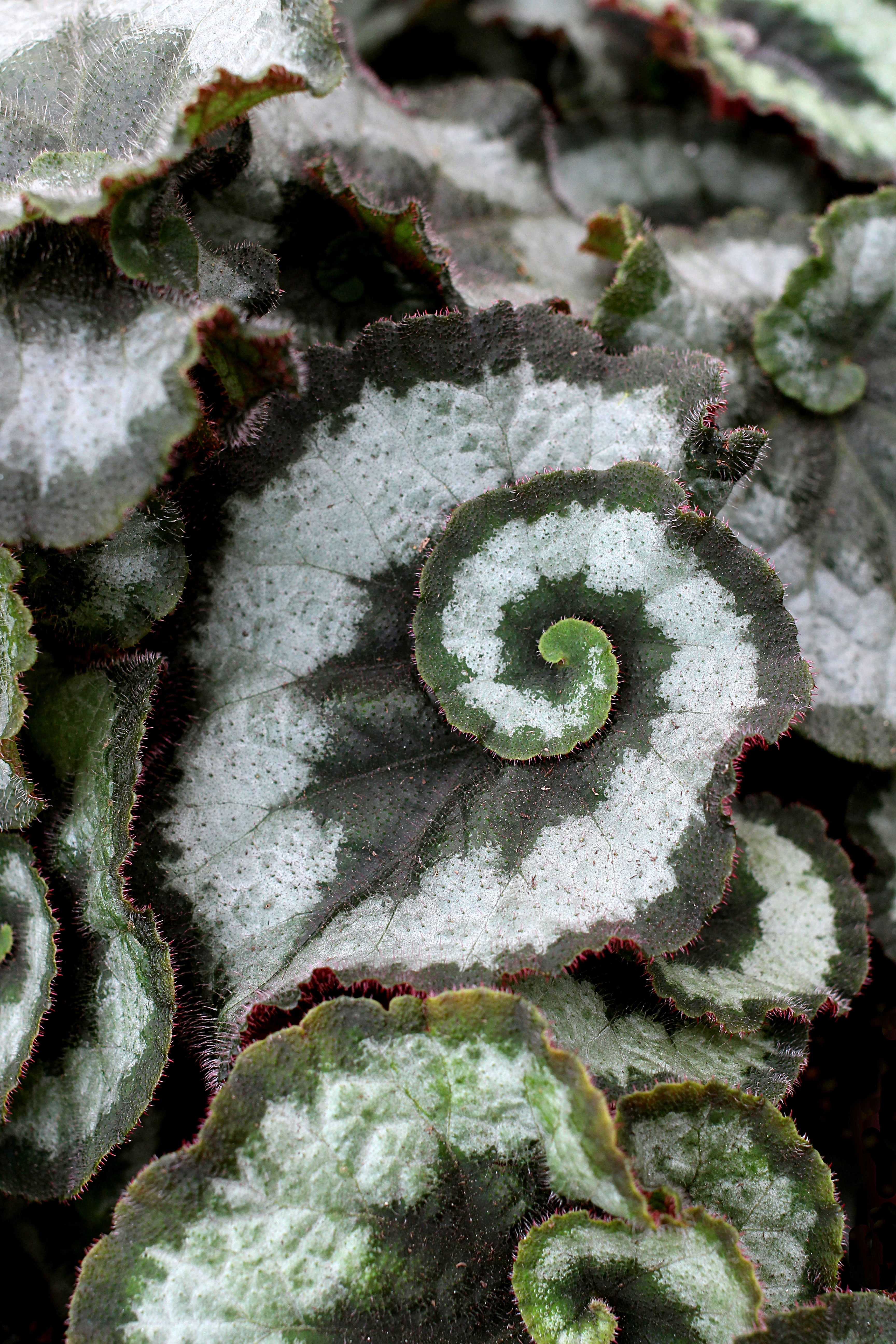 Escargot фото бегония