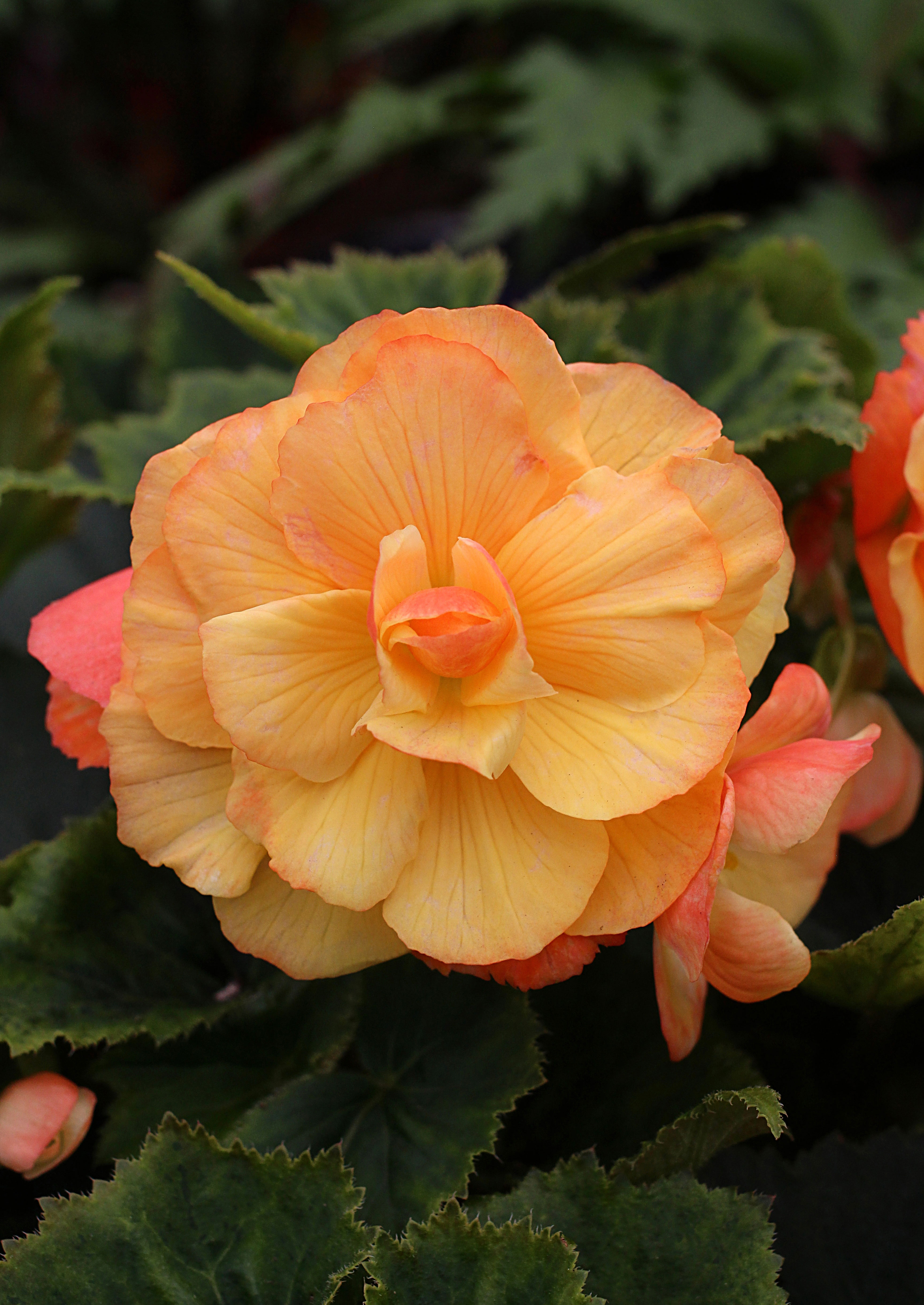 illumination-apricot-begonia