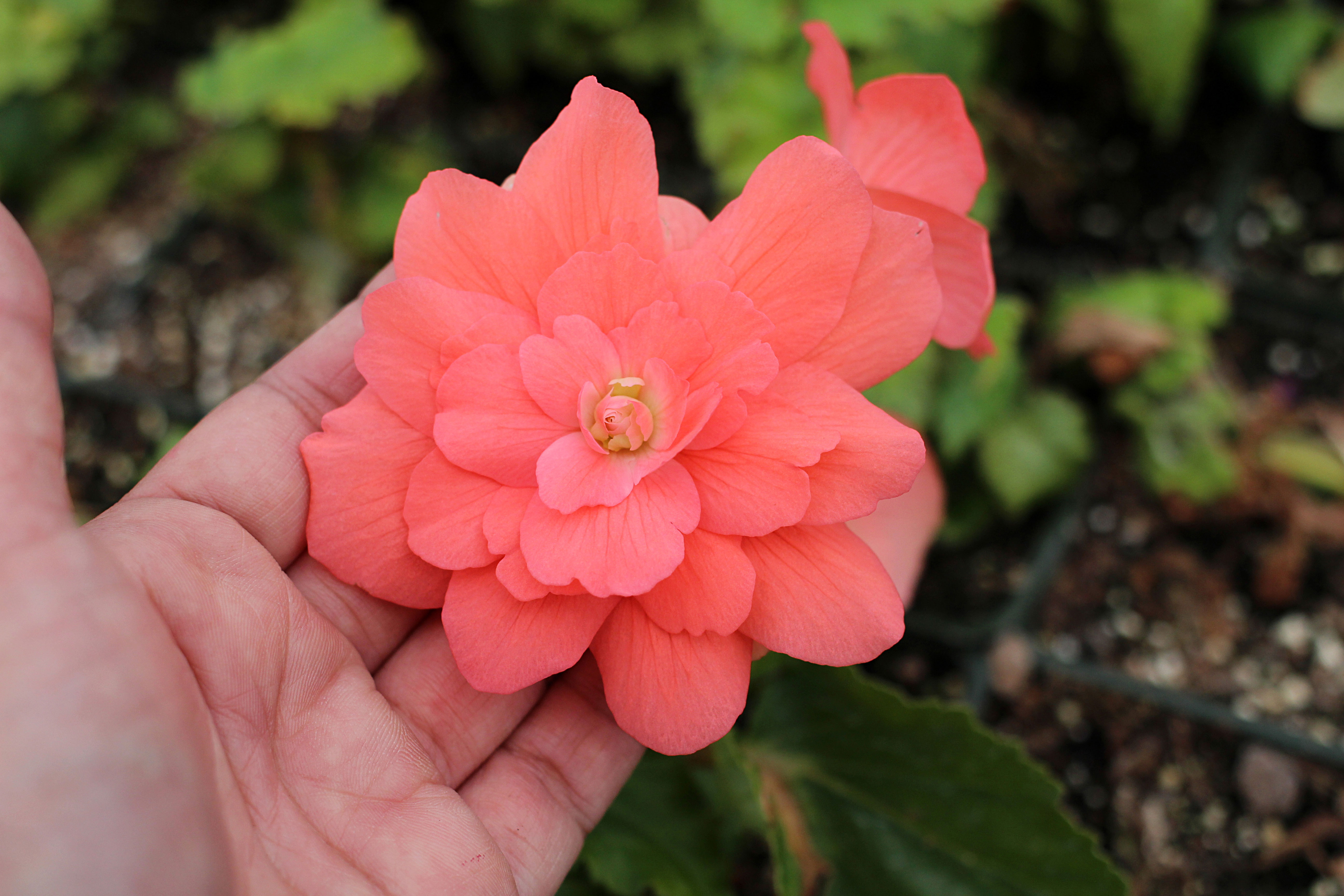 Easy-Care Begonias