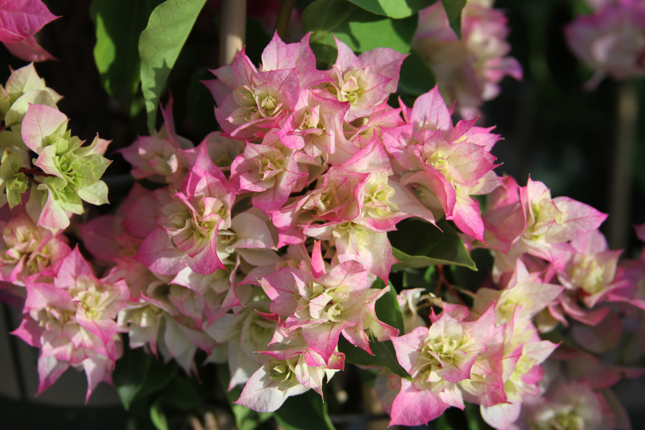 Bougainvillea Colors Varieties