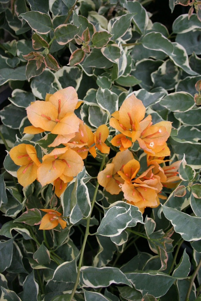delta-dawn-bougainvillea