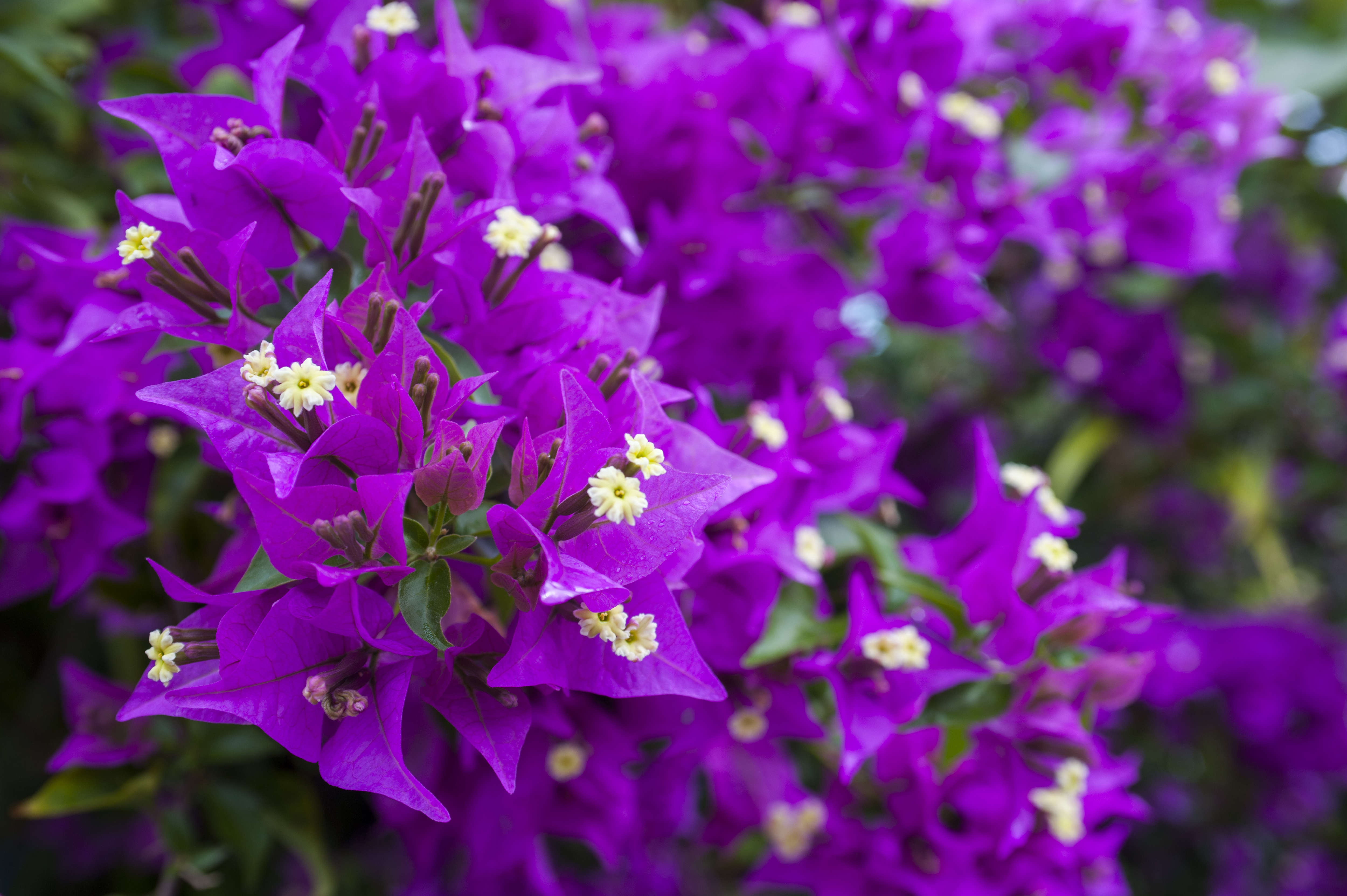 Lush Bougainvillea Varieties - Sunset - Sunset Magazine