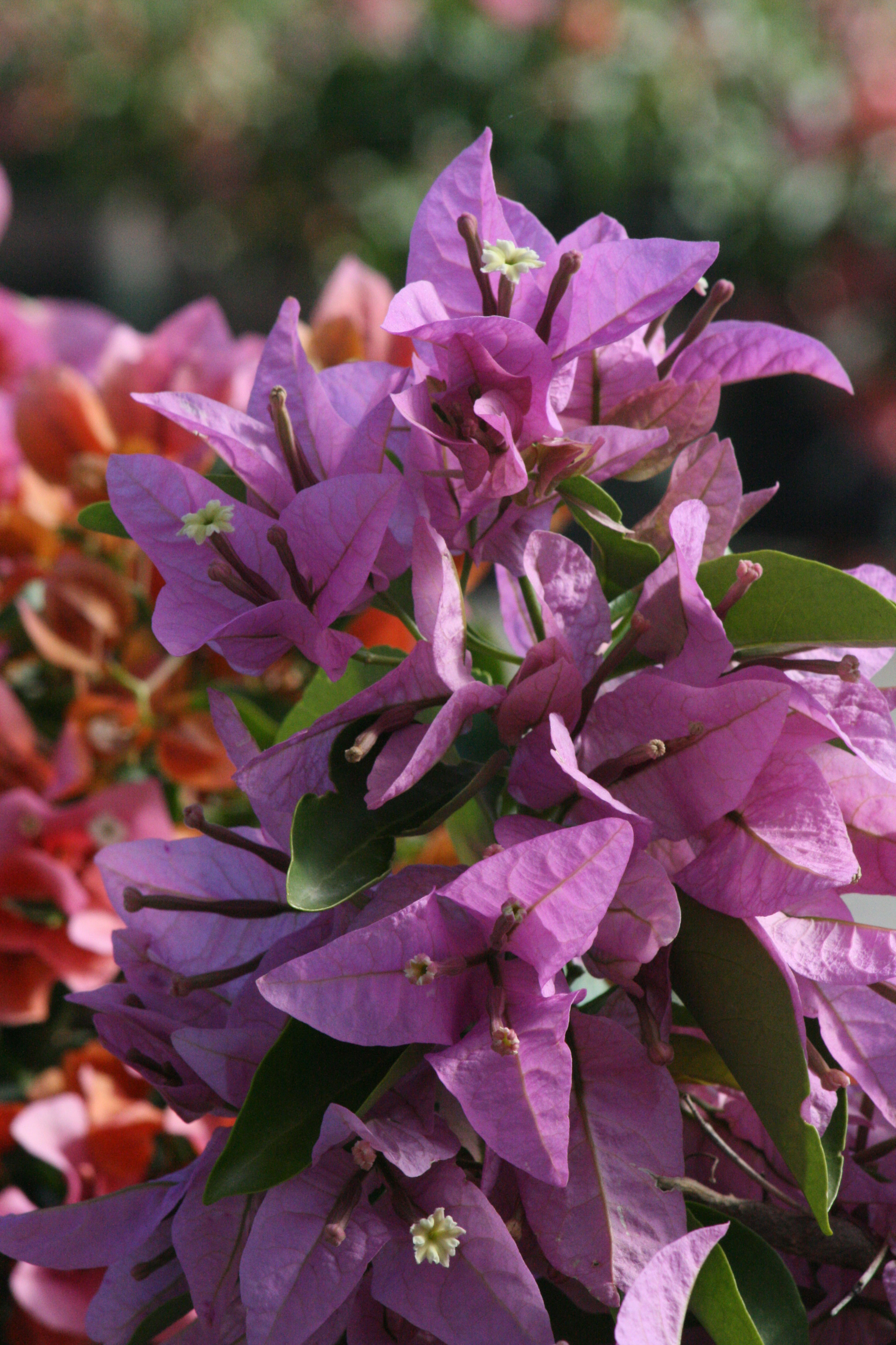 silhouette-bougainvillea