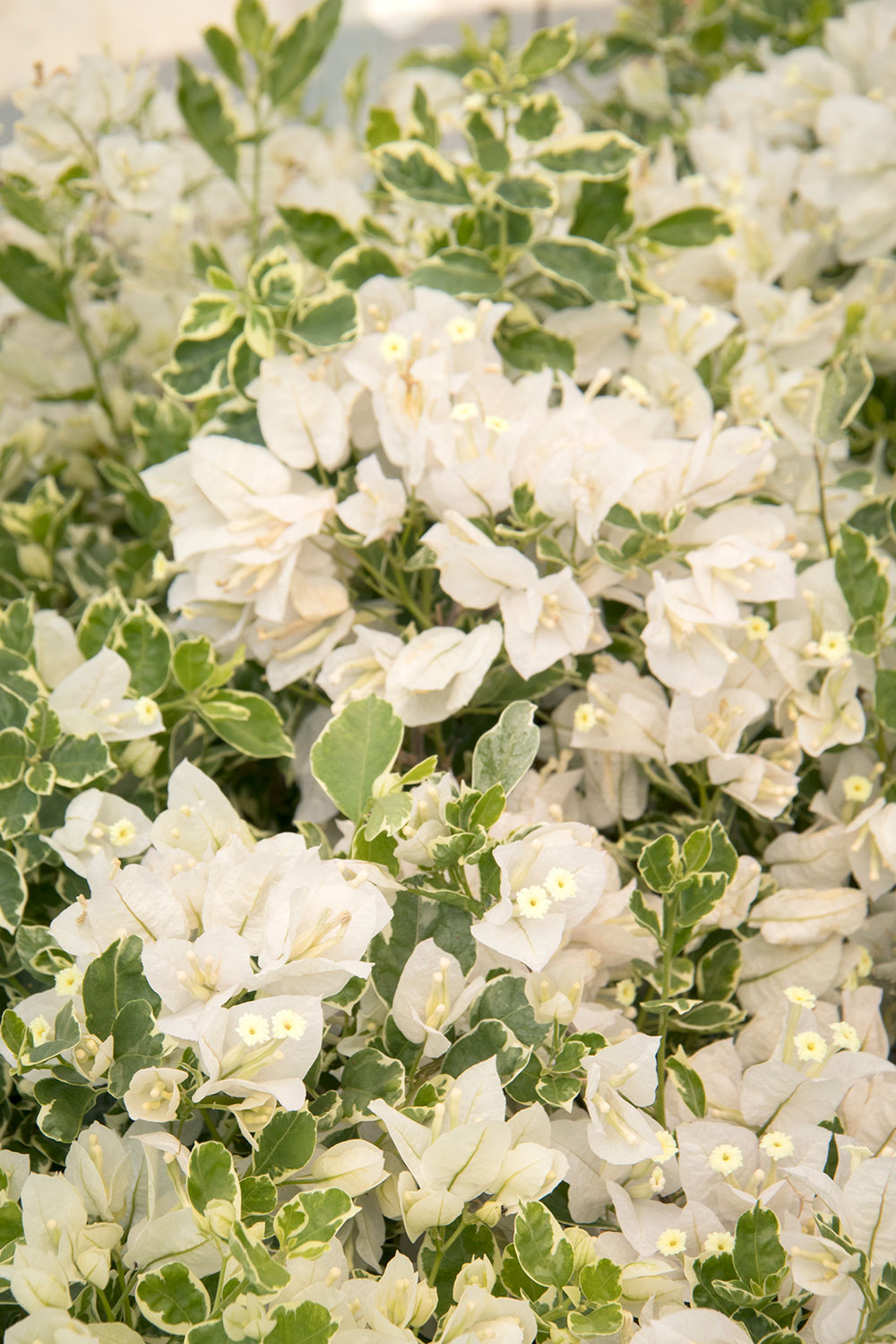 white-stripe-bougainvillea