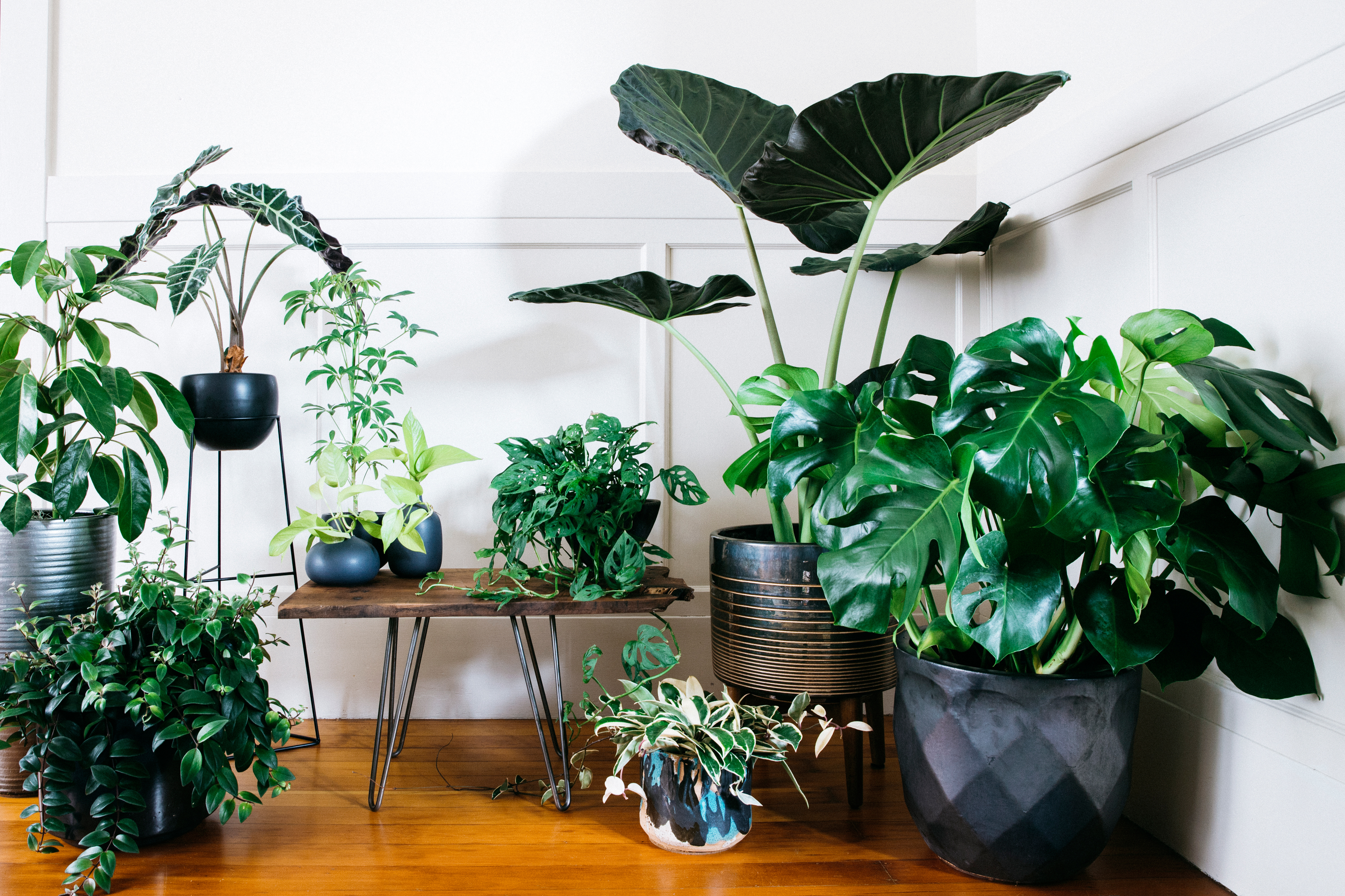 indoor potted plant arrangements