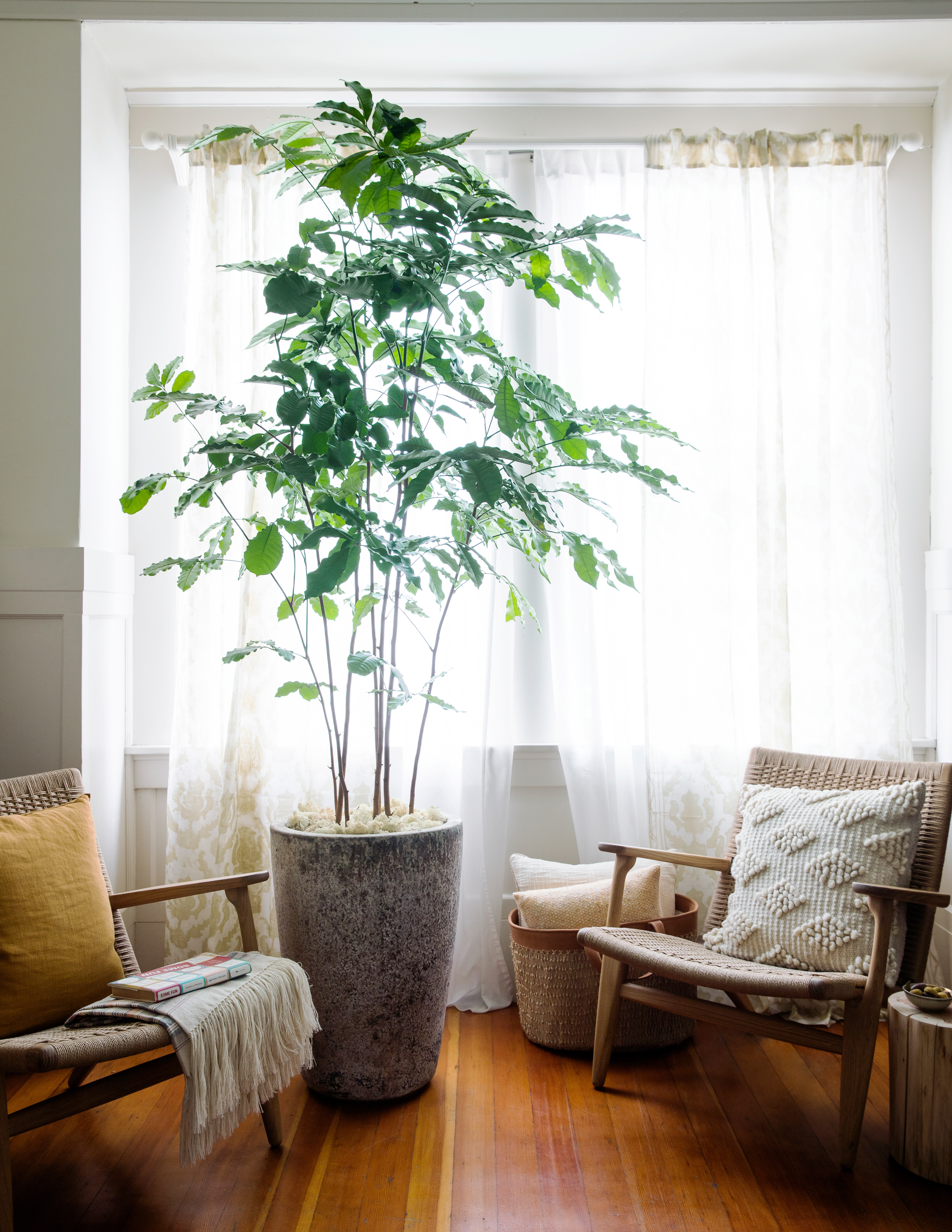 Designing with Potted Plants - Sunset - Sunset Magazine