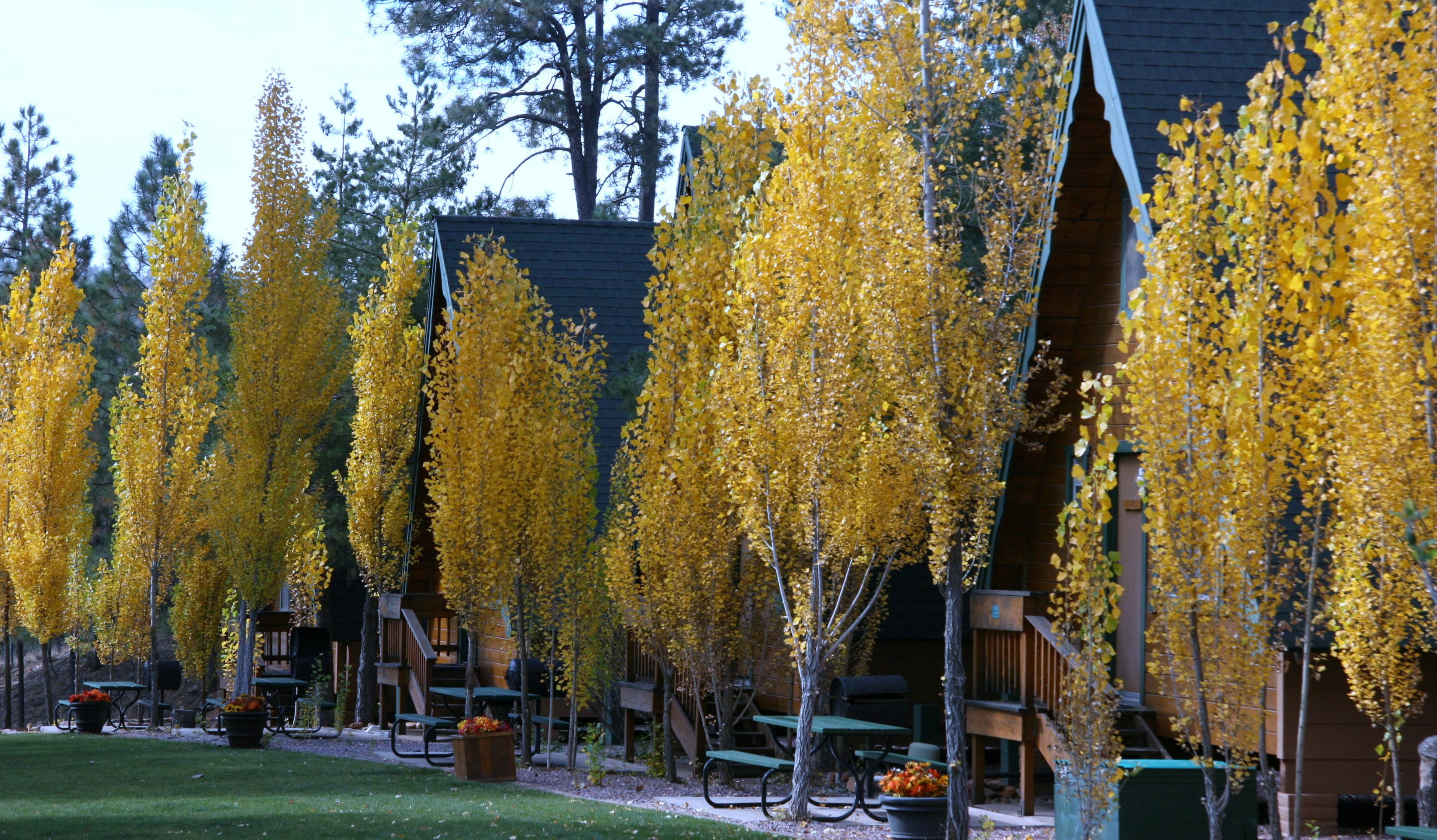 cabins-on-strawberry-hill-strawberry-az