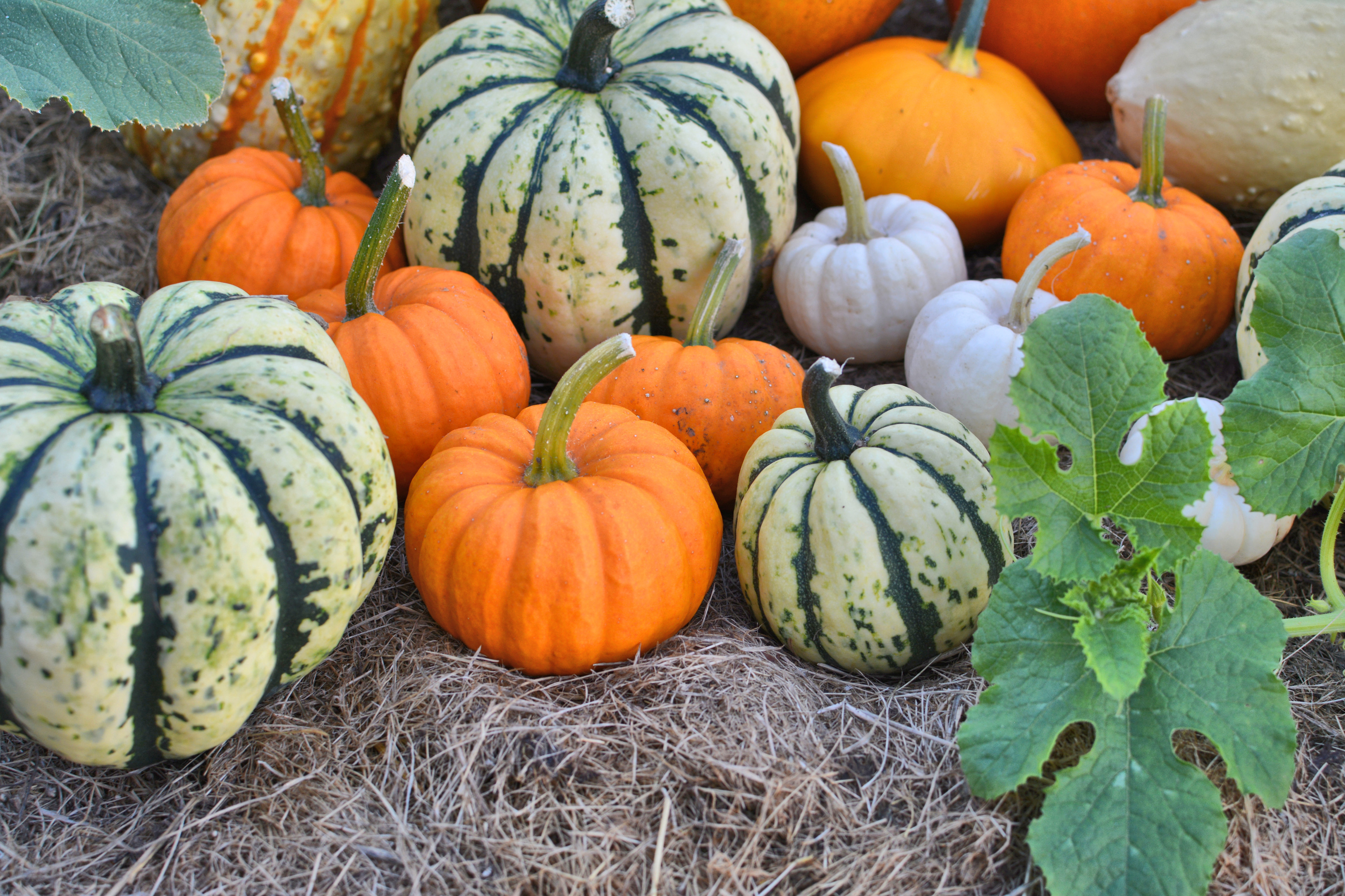 how-to-grow-pumpkins-sunset-magazine