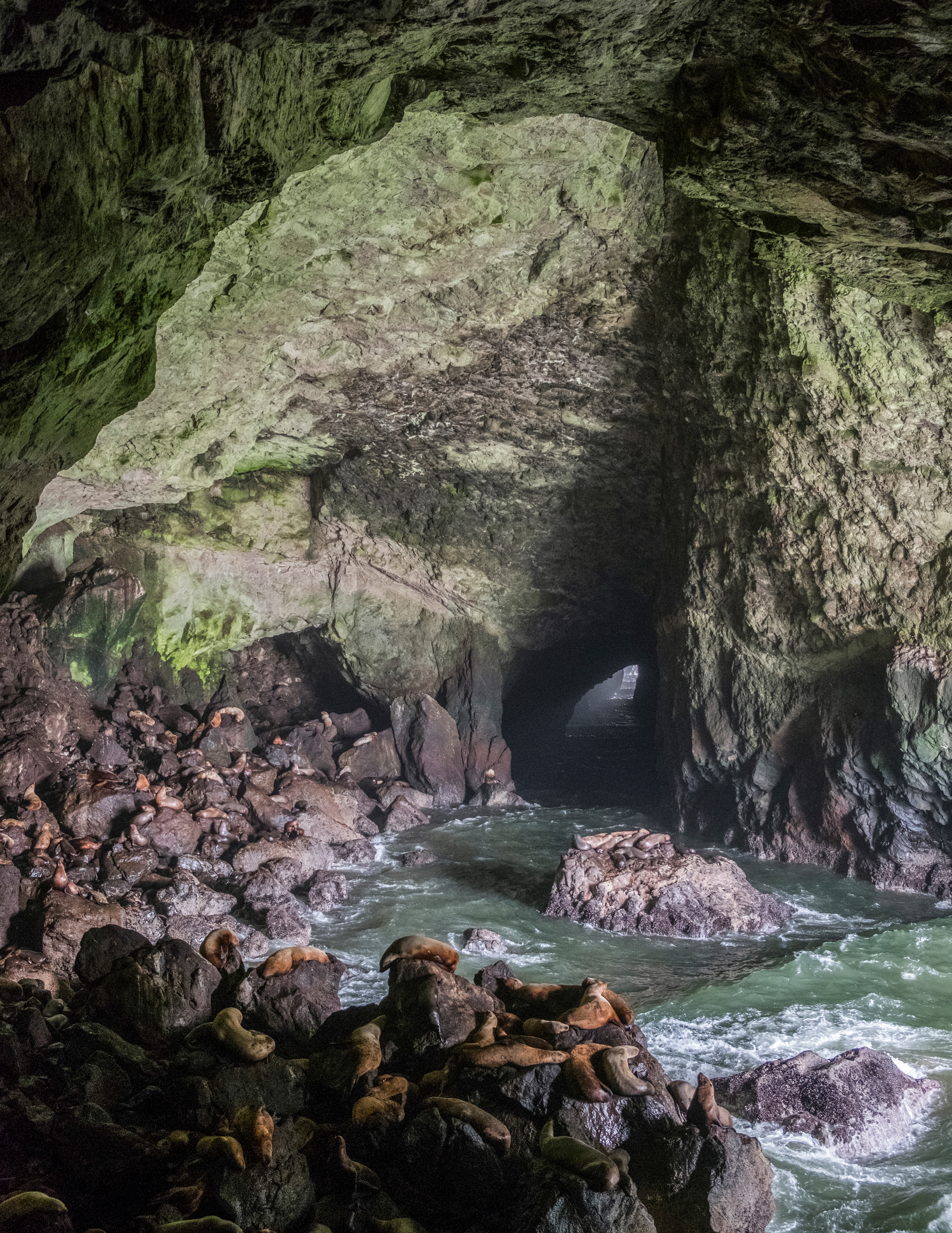 sea-lion-caves-near-florence