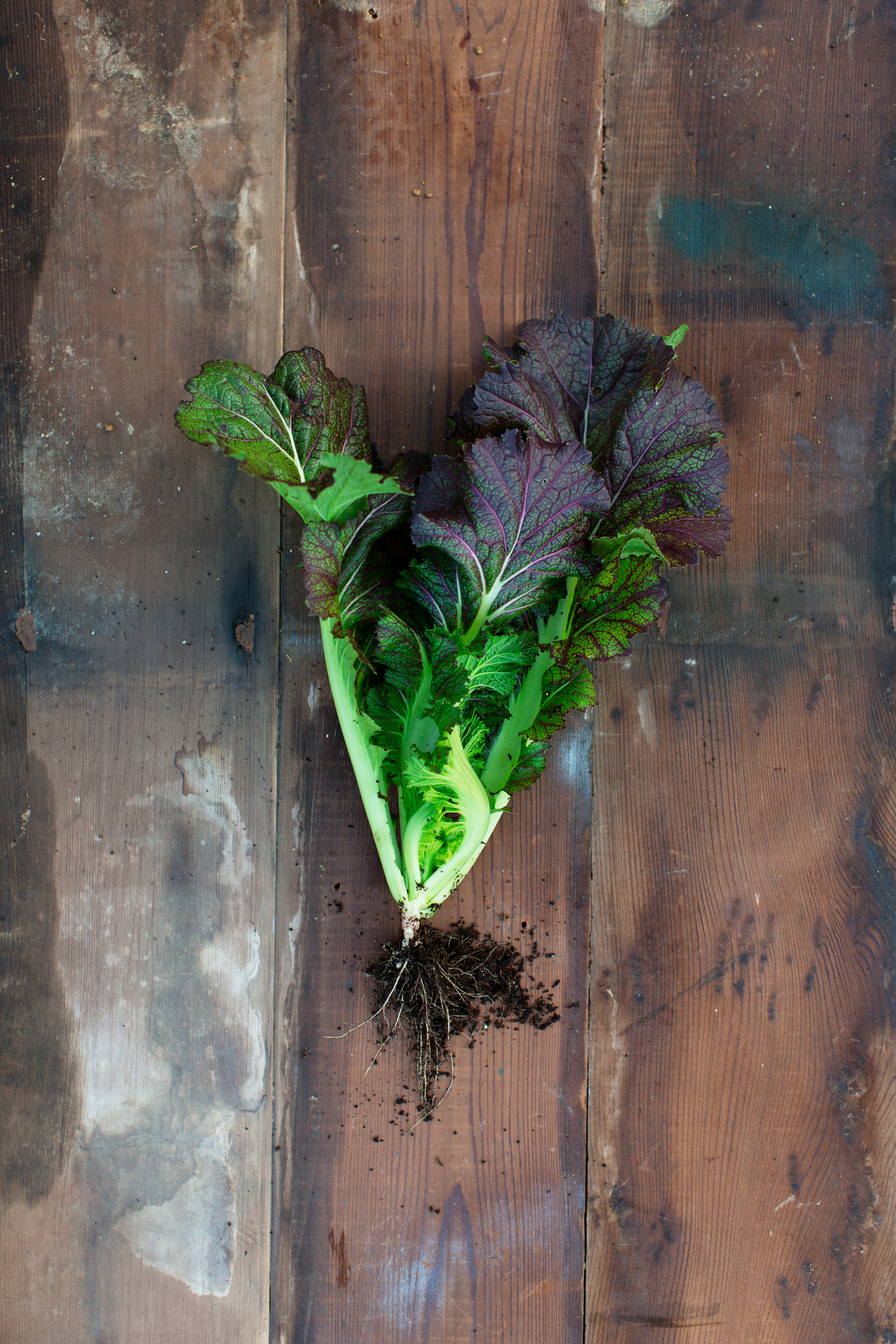 Great ways with greens