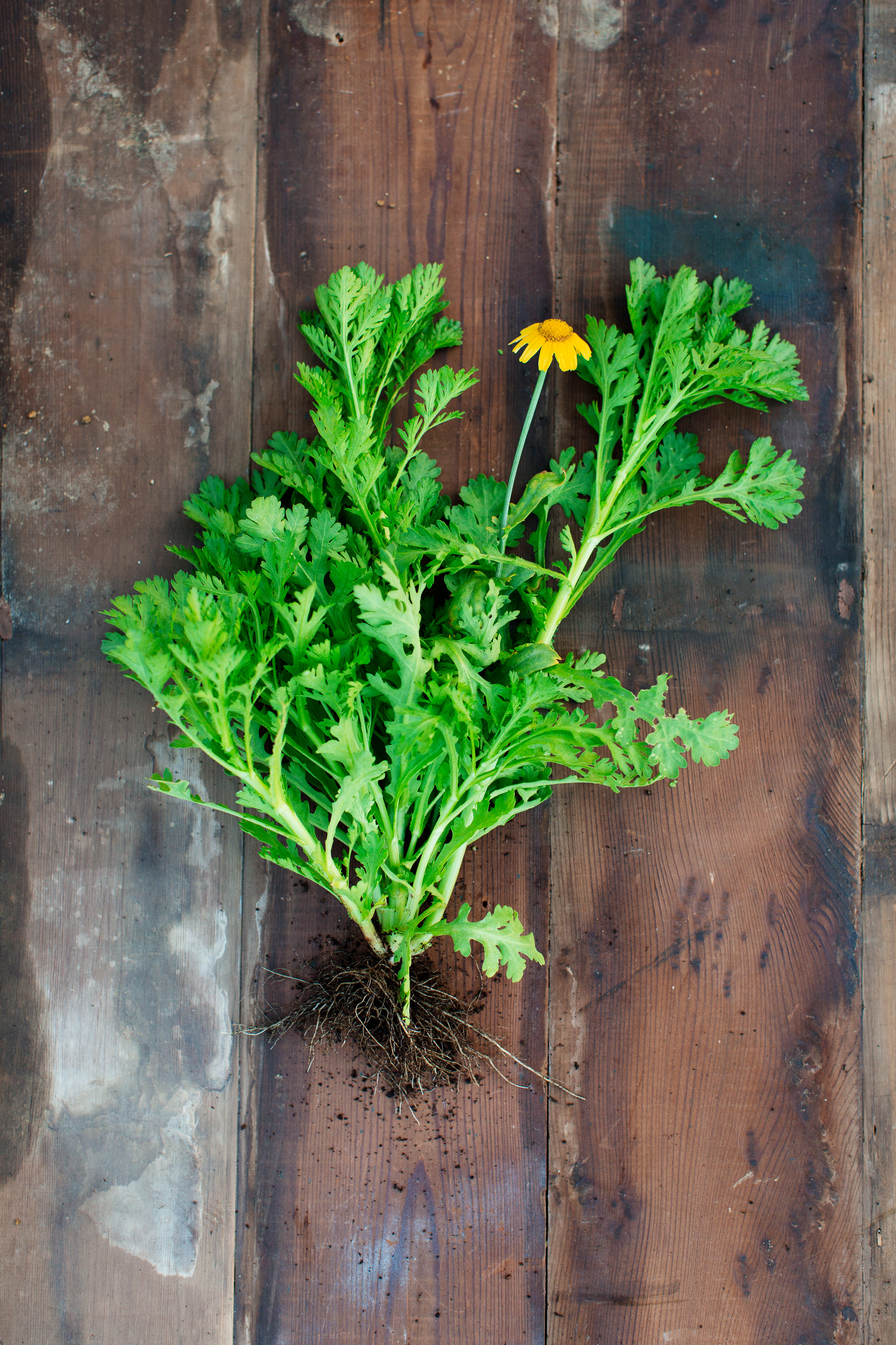 oasis-edible-chrysanthemum