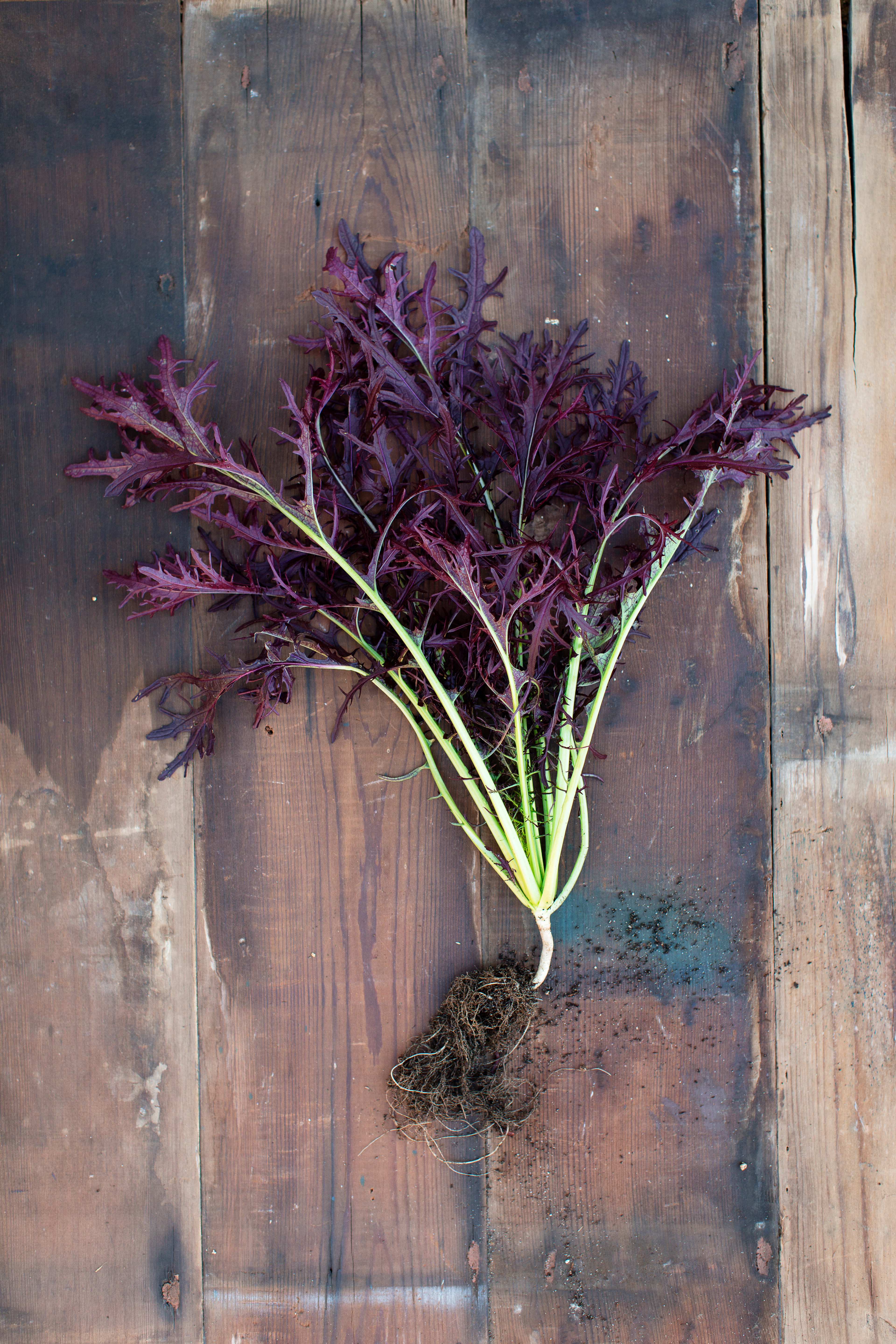 scarlet-frill-mustard