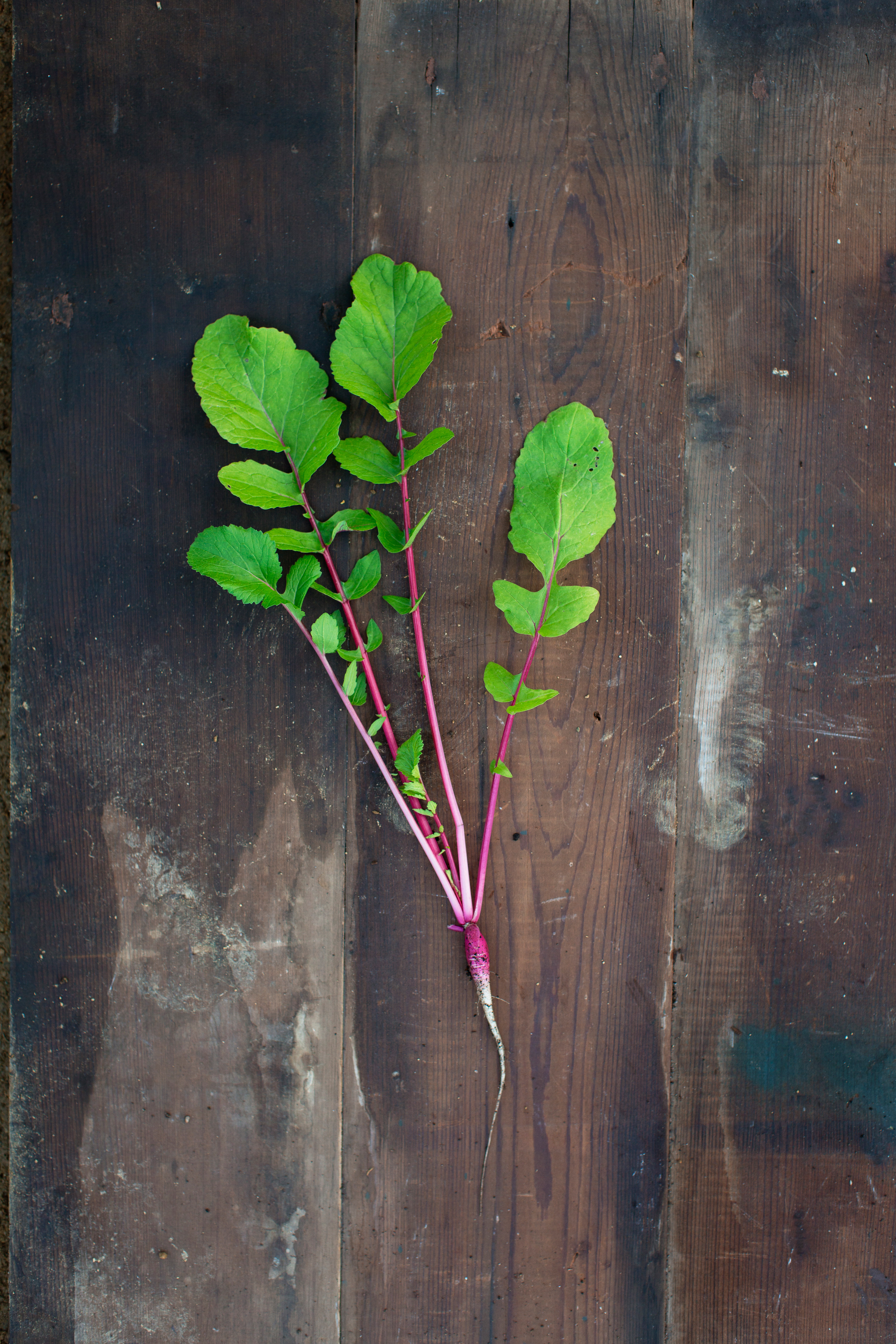 saisai-purple-radish