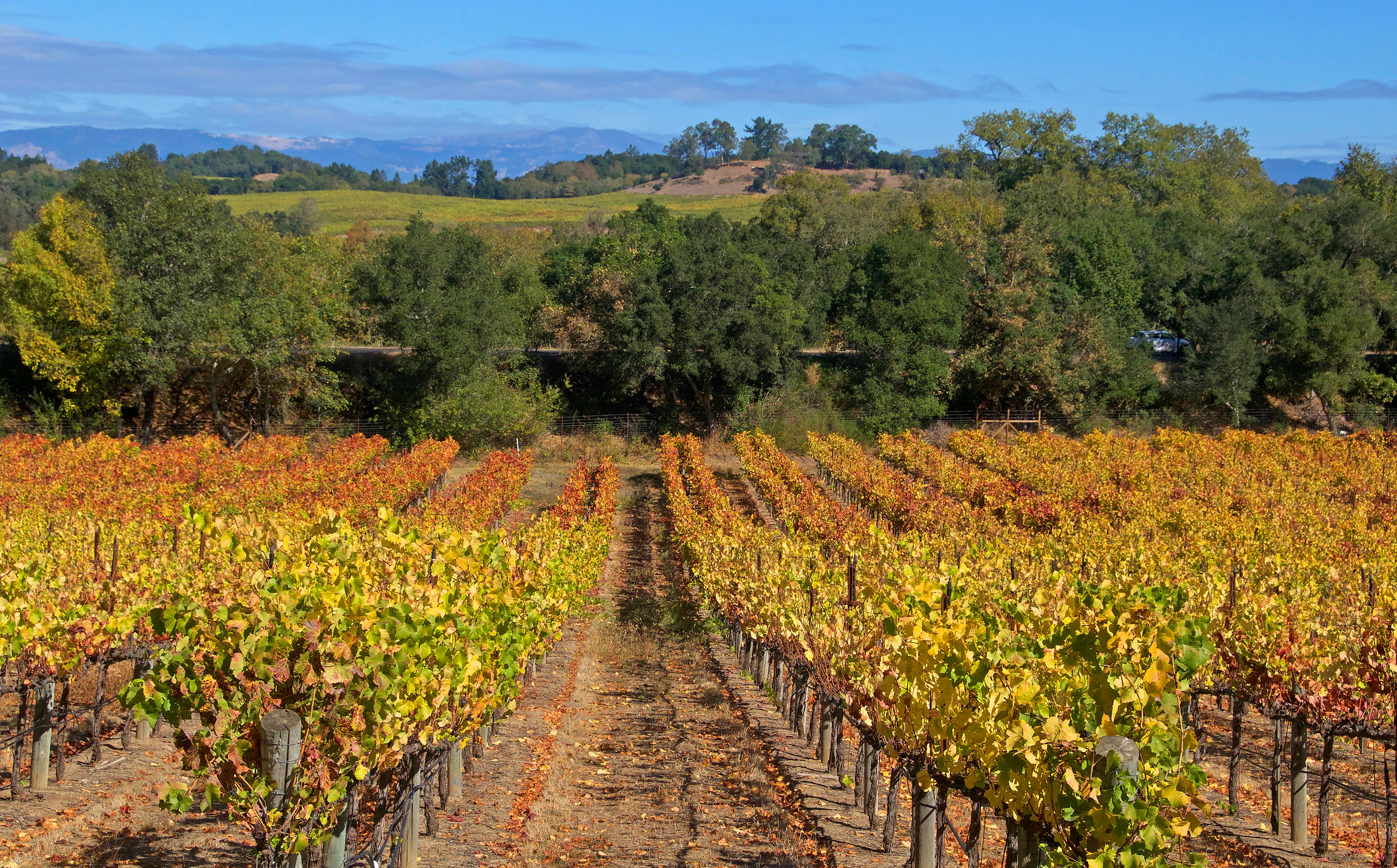 Sonoma County Rises from the Ashes