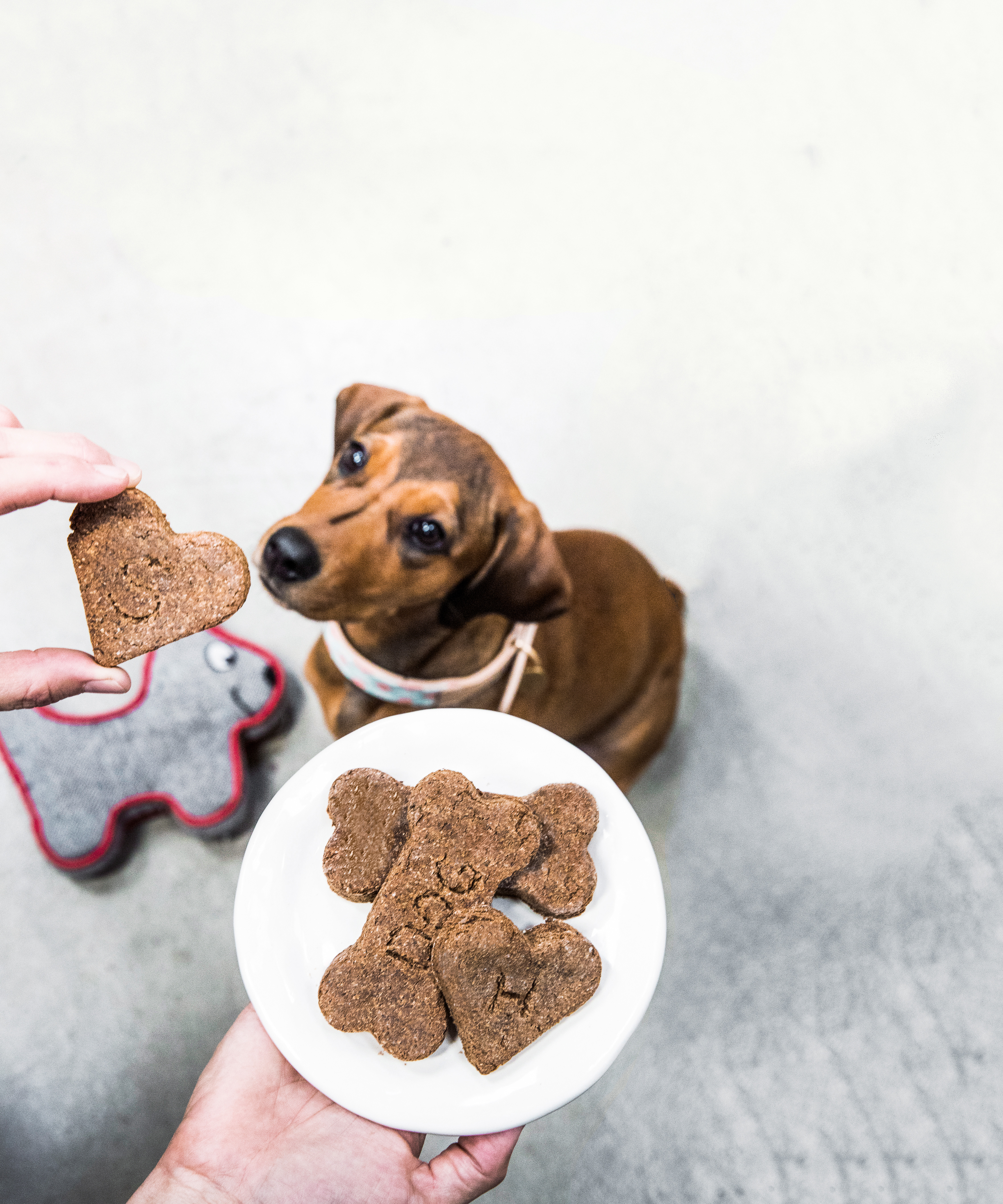 How to Make Homemade Dog Treats