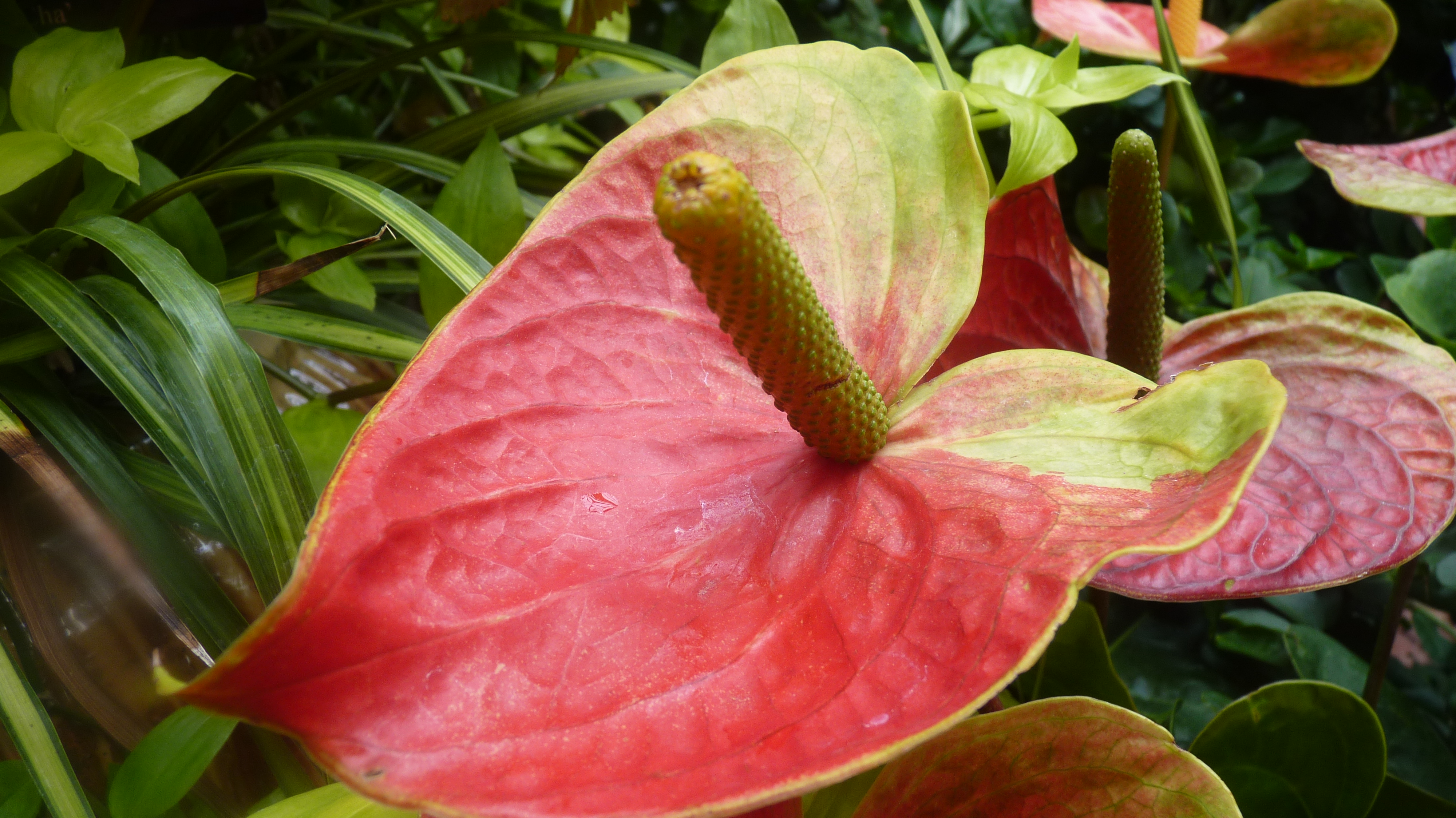 anthurium