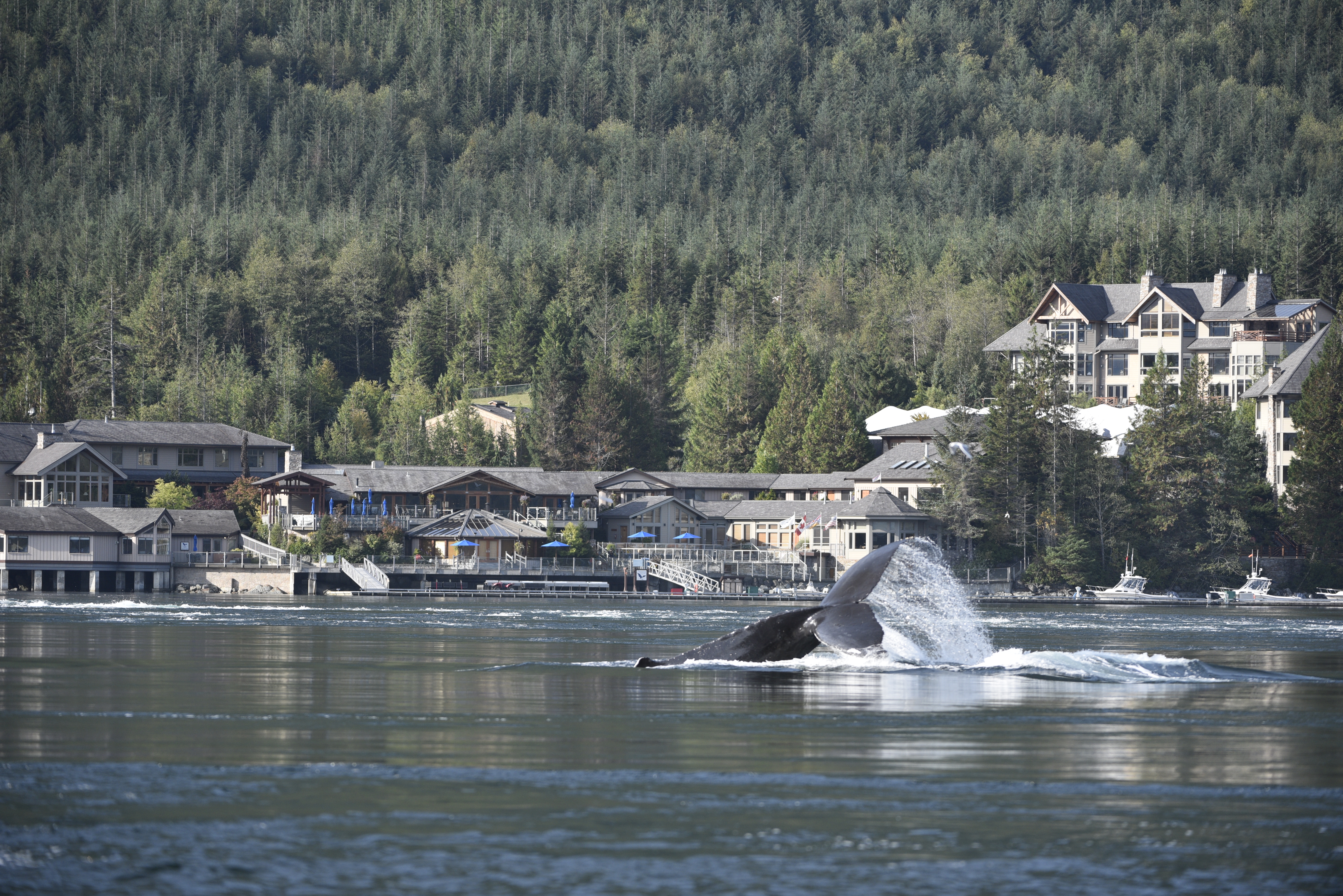 sonora-resort-sonora-island-b-c