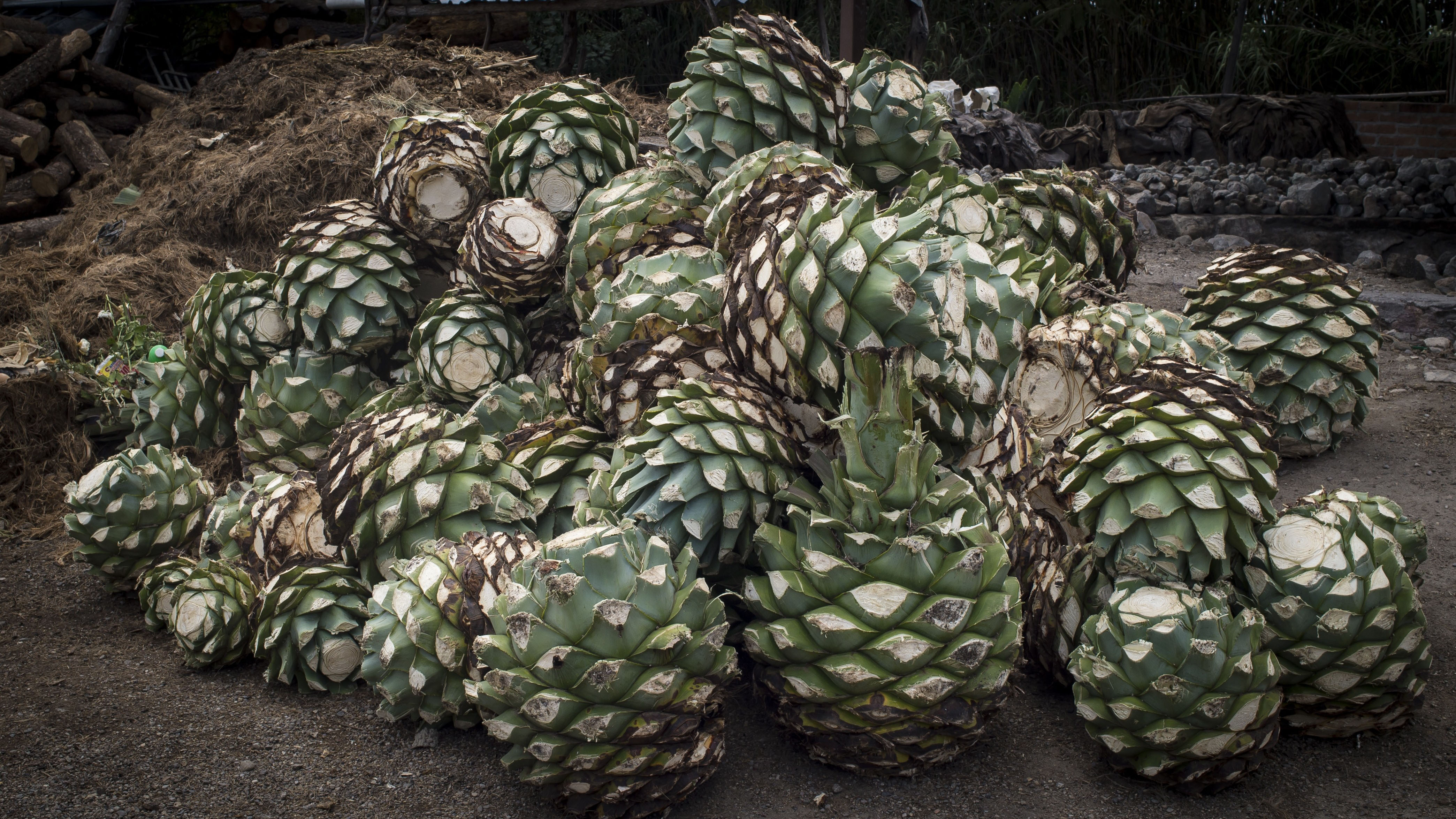 What's the Difference between Tequila and Mezcal?