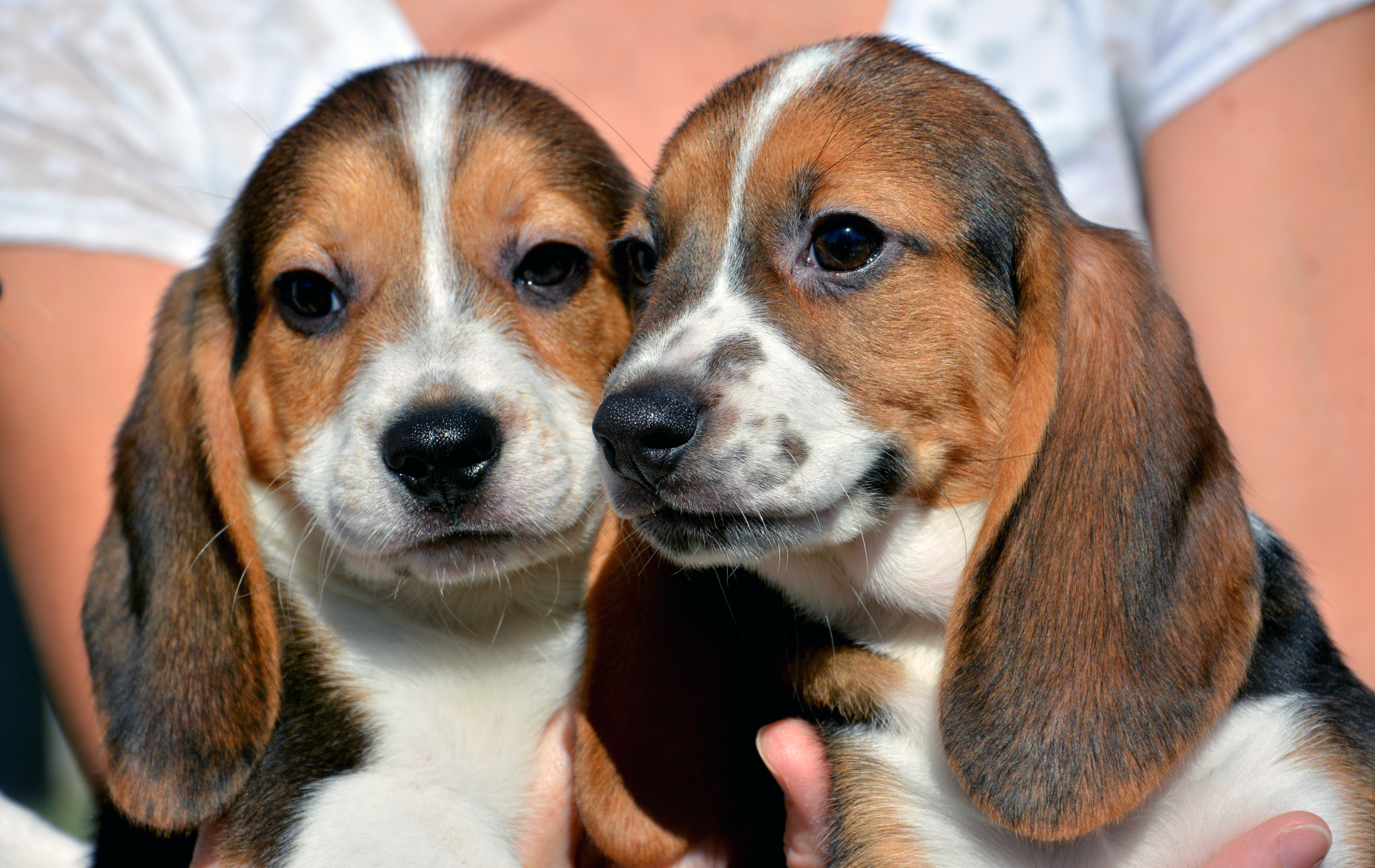 Neuroscientist Proves What You Already Knew: Your Dog Really Does Love You