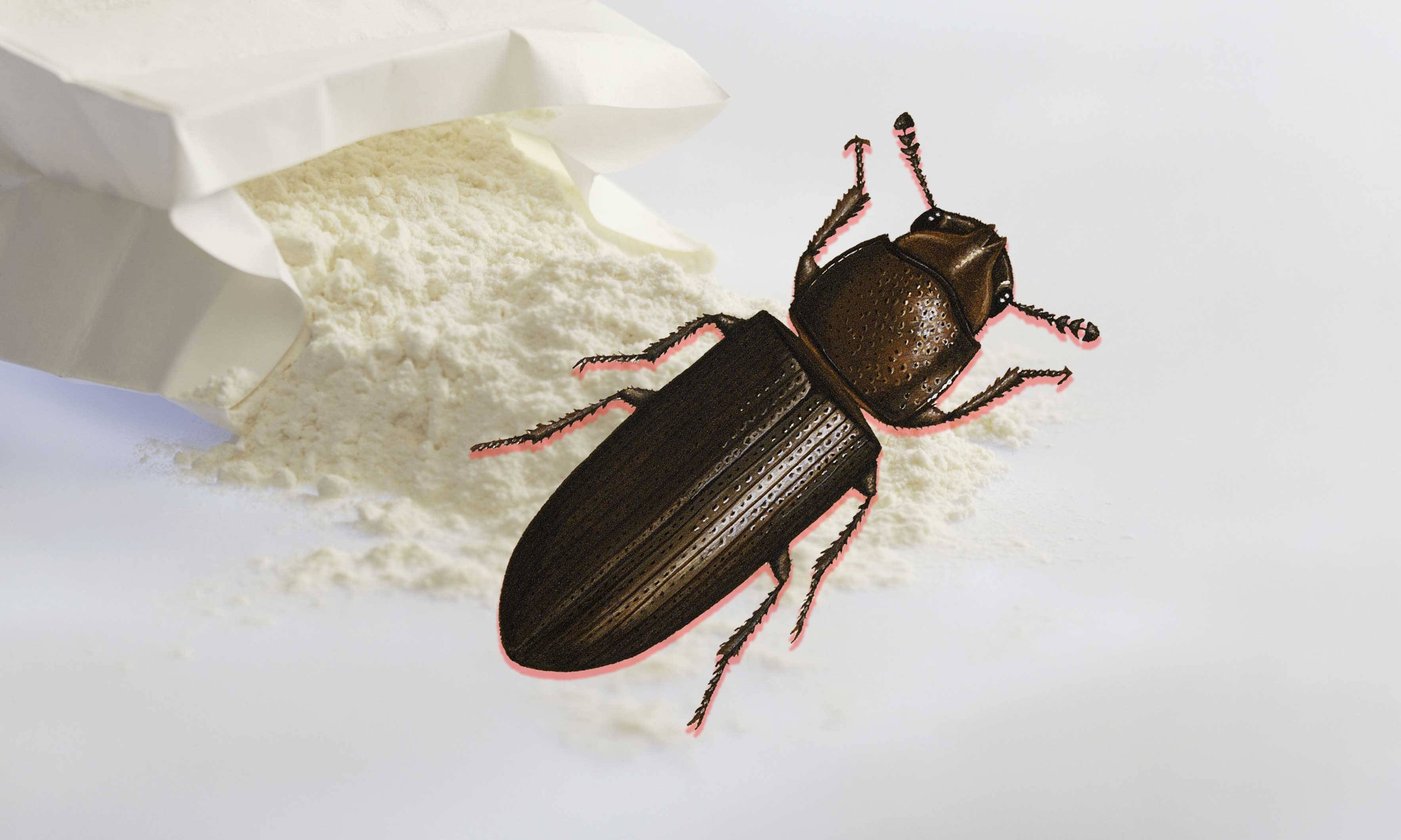 What Are Flour Bugs and Should I Be Worried About Accidentally Eating Them?