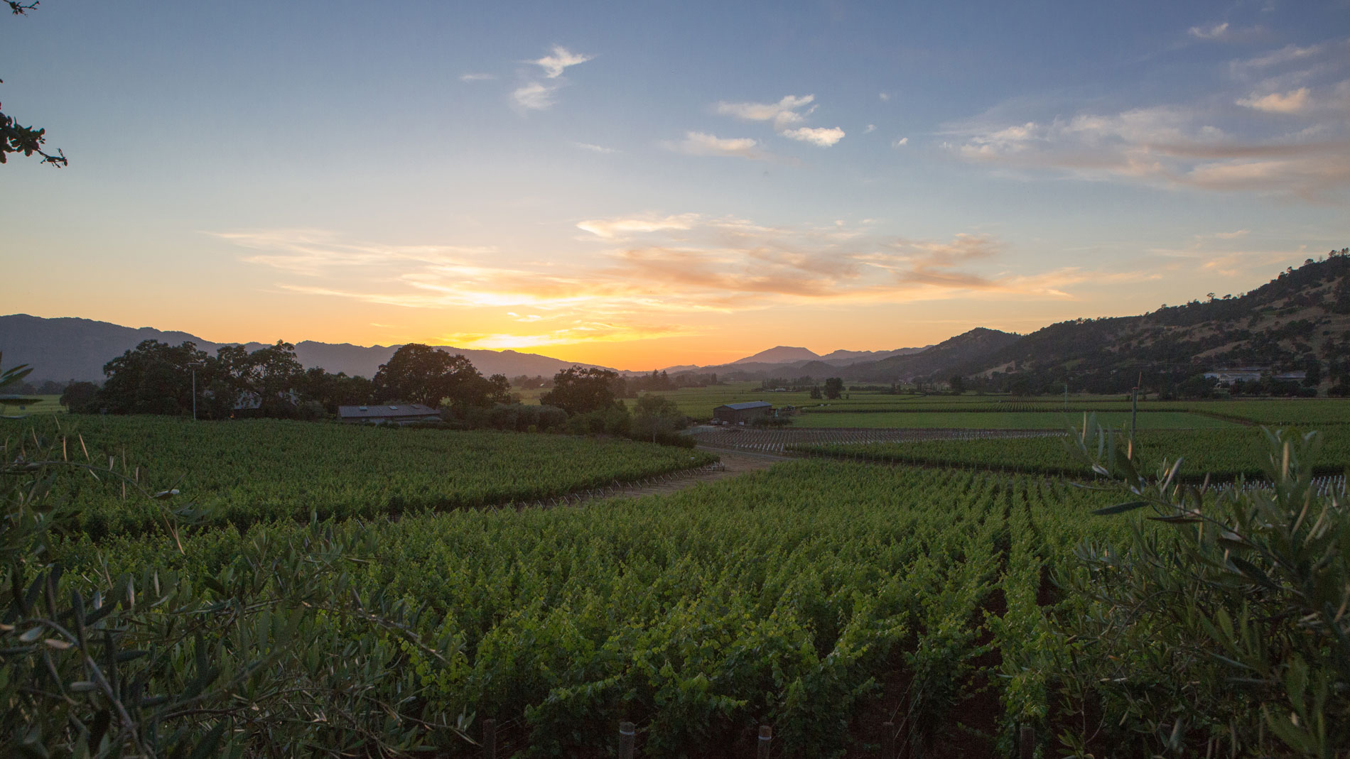 Francis Ford Coppola Will Cook Dinner at This Year’s Auction Napa Valley