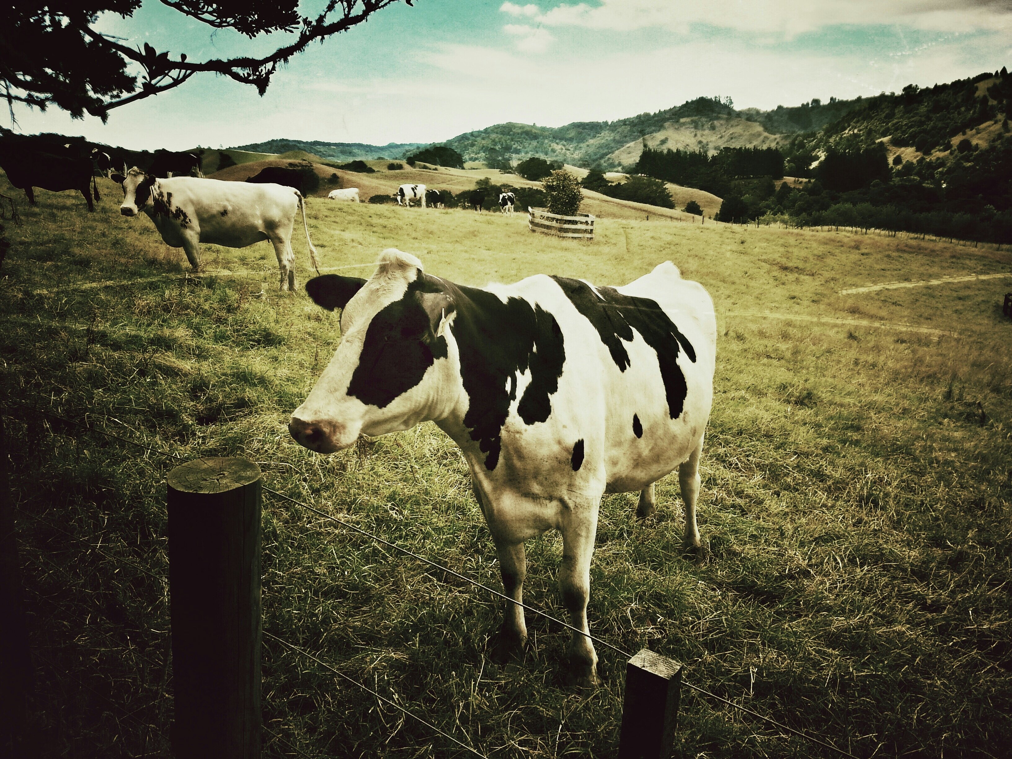 Bought Milk? You May Be Eligible for $70 in These 15 States