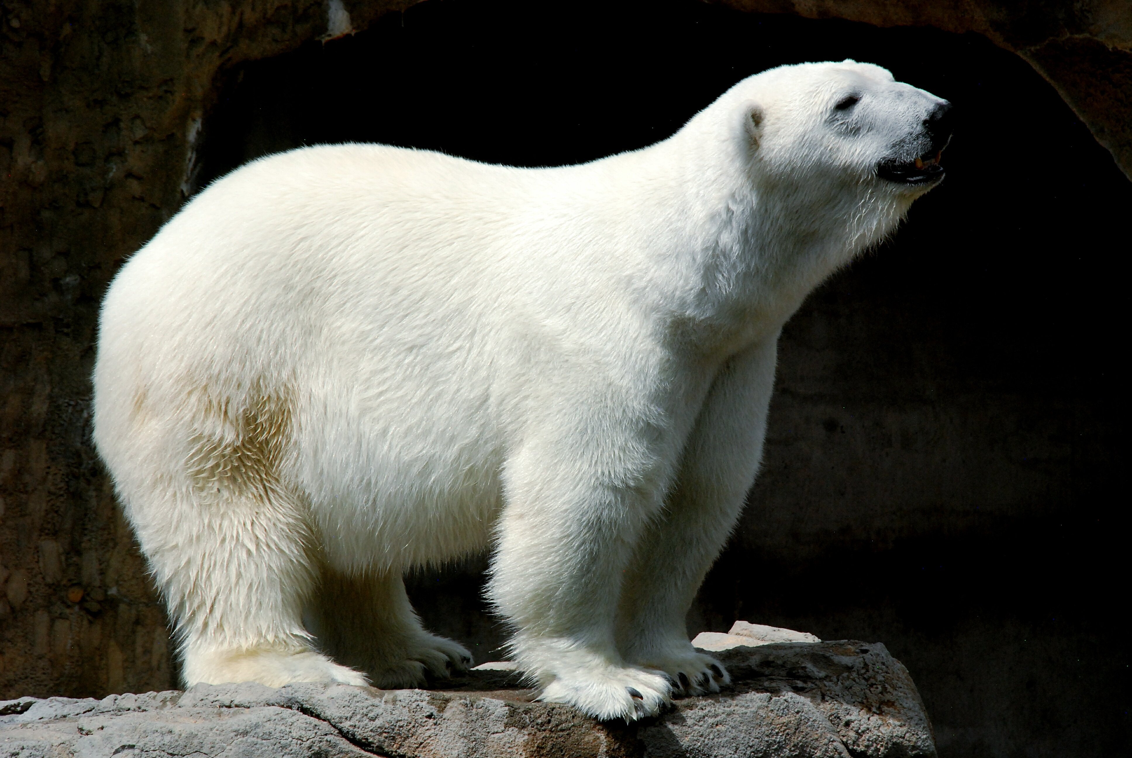A Beloved Polar Bear in a Utah Zoo Has Been Euthanized