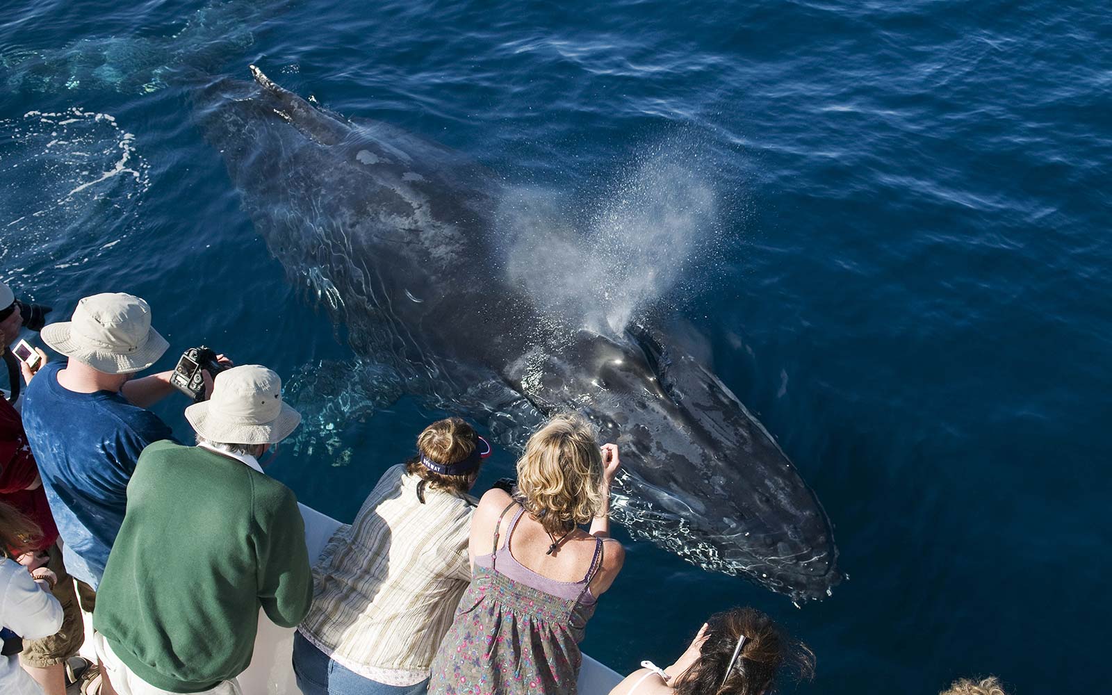 Where to Go Whale Watching in California