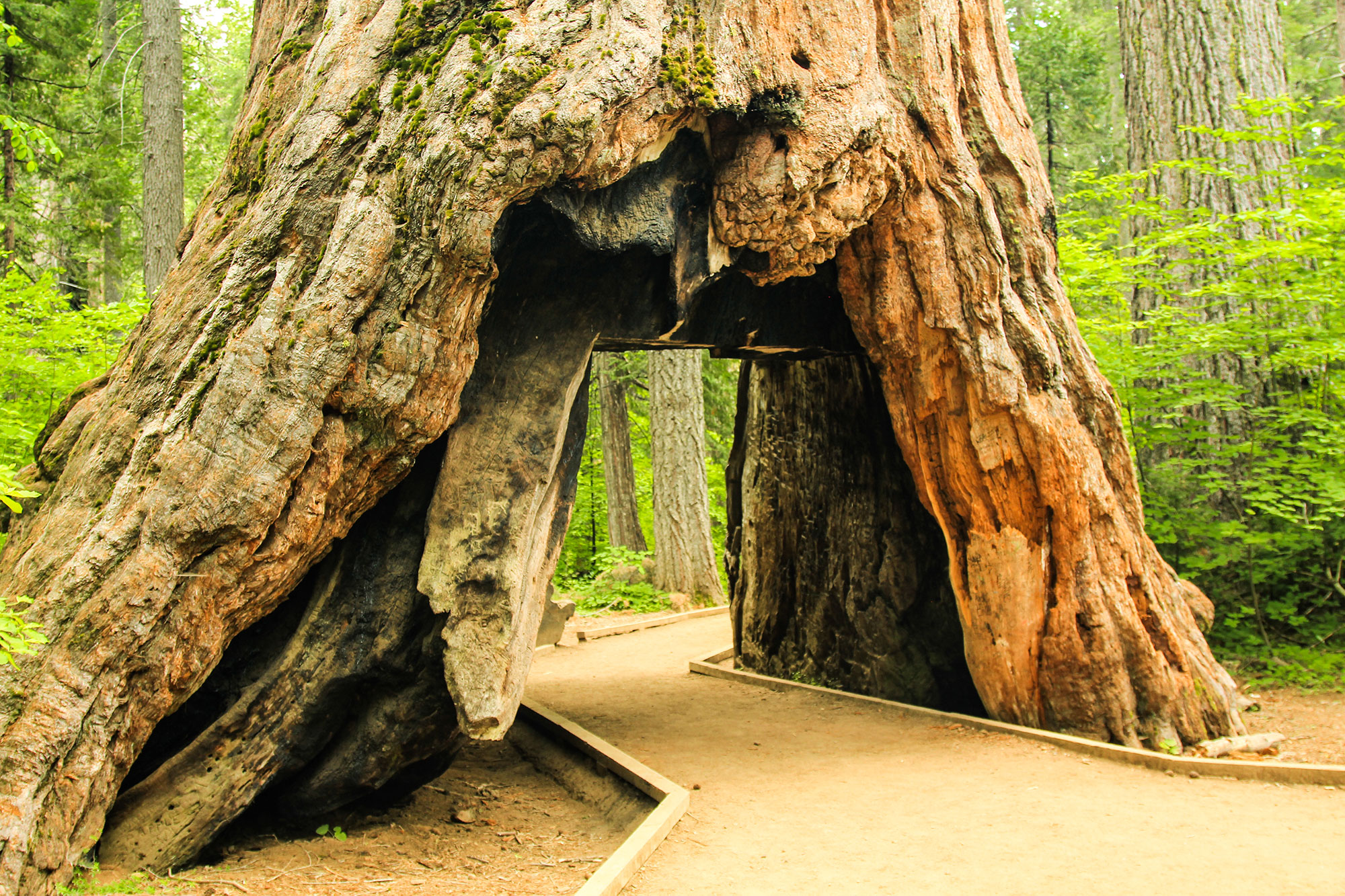 Iconic Tunnel Tree Topples During Weekend Storms in California