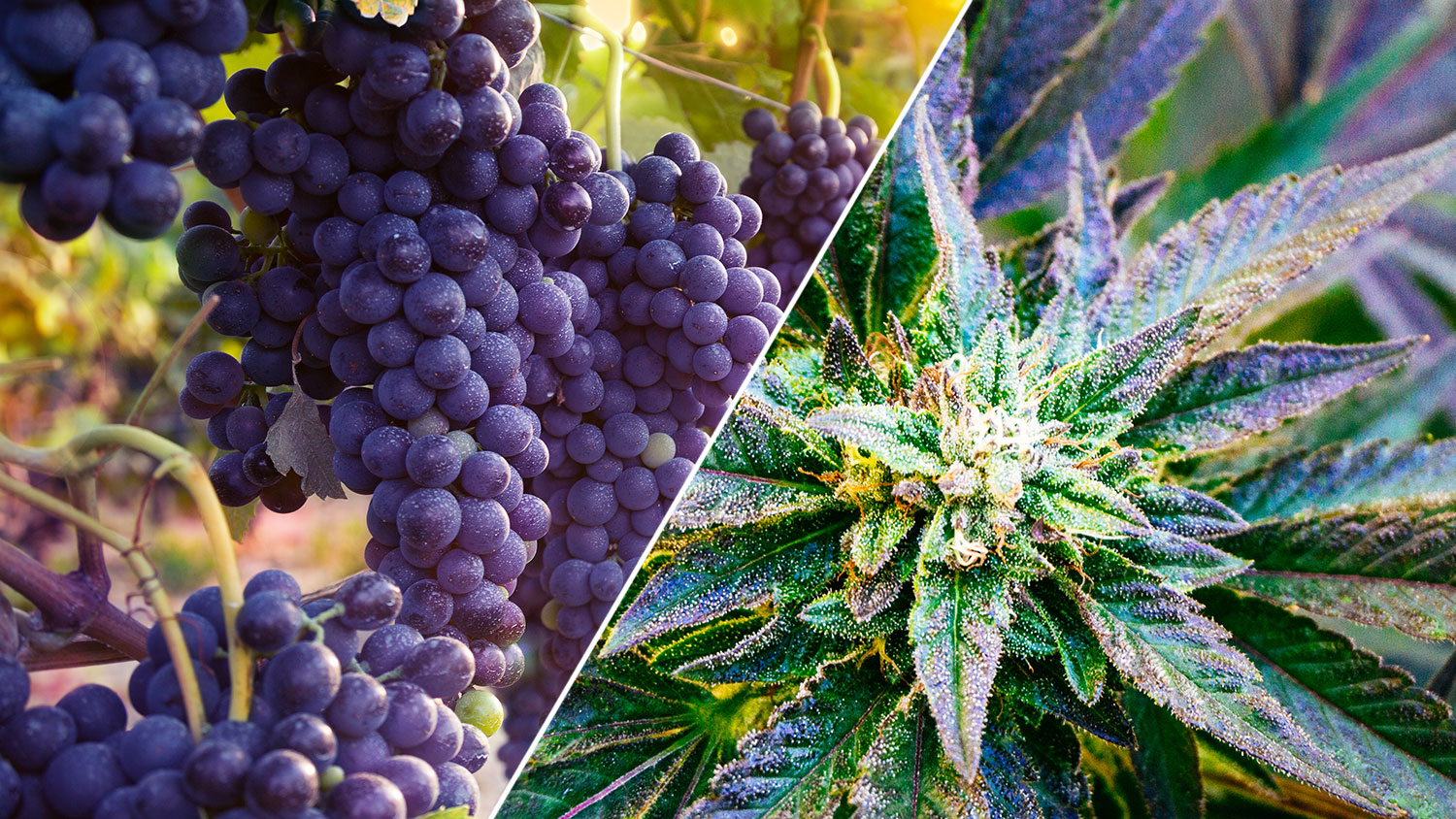 California’s First ‘Wine & Weed Symposium’ Arrives in August
