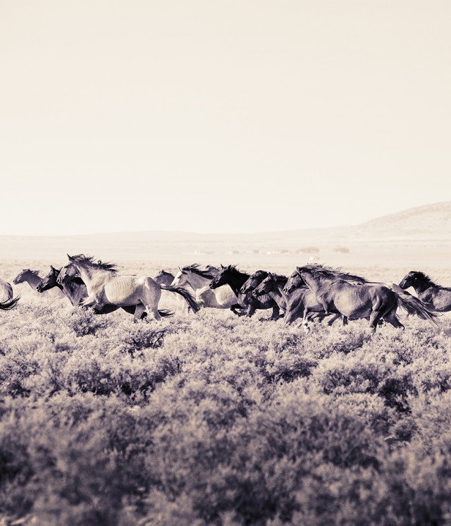 All the Pretty Horses