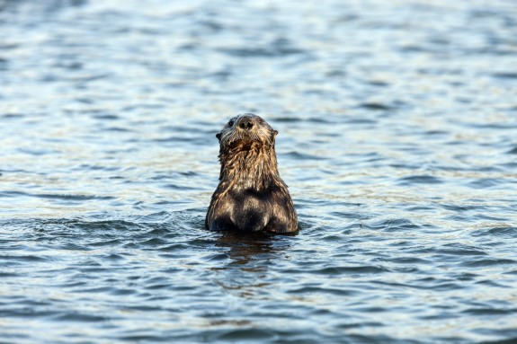 Celebrate #MontereyBayWeek