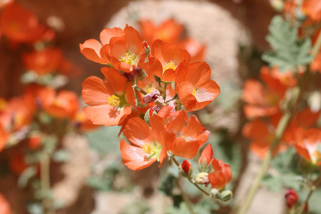 Xeric, Water-wise, Drought-tolerant—What Does it All Mean?