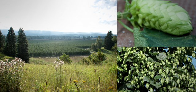 Win a trip to a hop farm