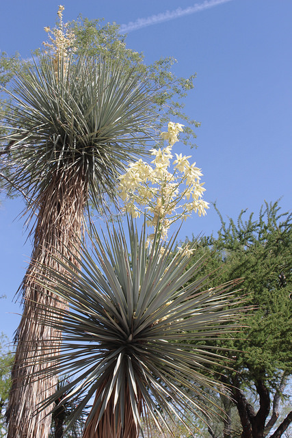 Save water: plant a yucca