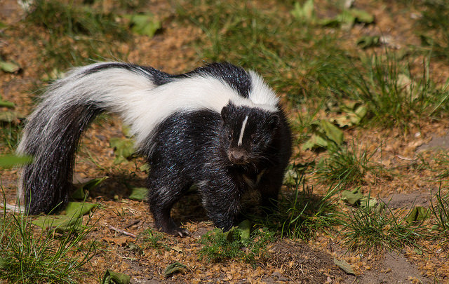 A skunk in the henhouse