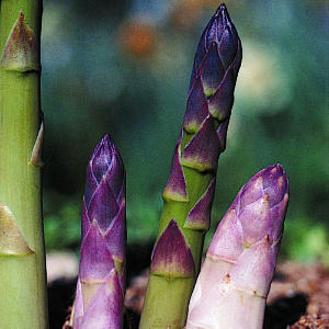 Asparagus
