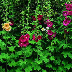 Hollyhock (Alcea)