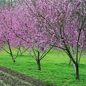 Three-in-One Orchard Is a Space-Saver