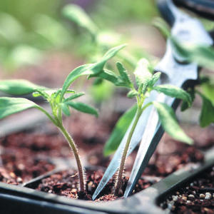 A foolproof system for starting seeds