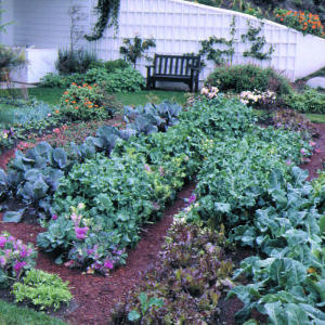 A showy winter garden
