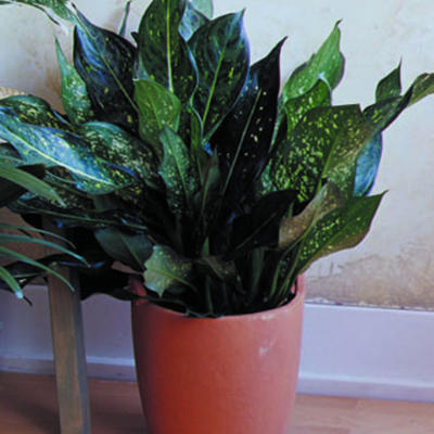 Aglaonema
