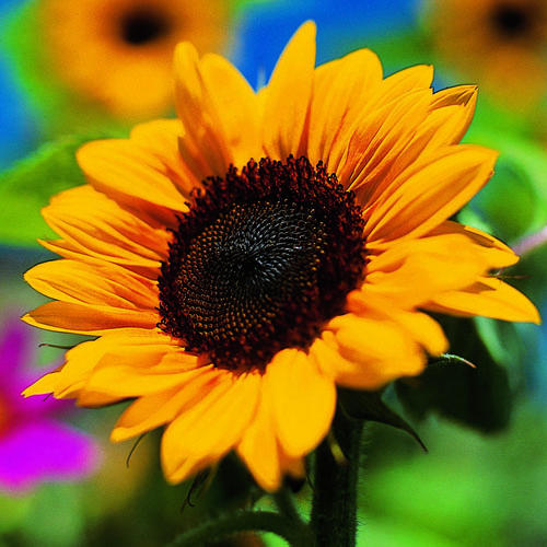 Sunflowers - Sunset Magazine