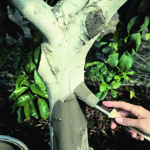 Naturallooking paint for citrus trunks Sunset Magazine